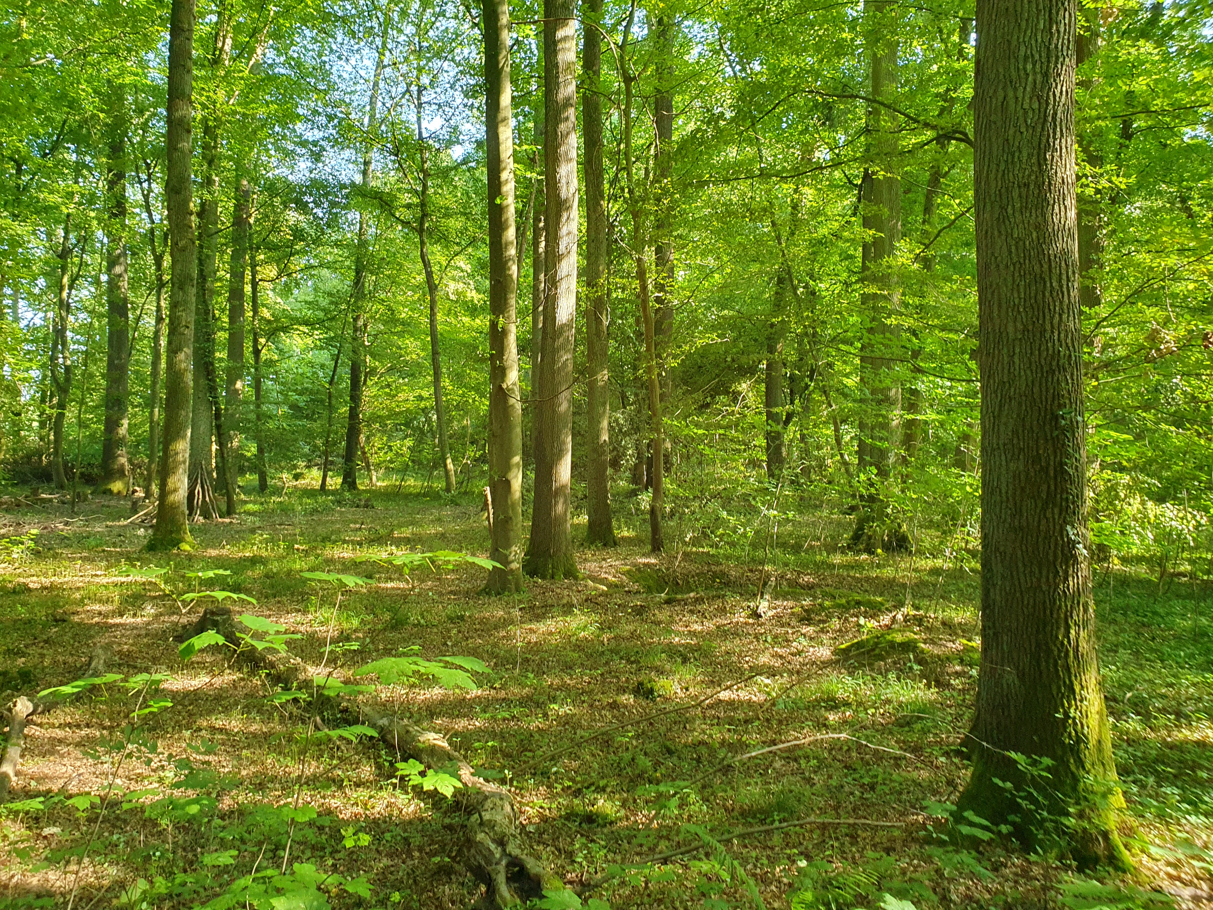 A bright green forest interior with mature deciduous trees, sun-dappled forest floor, and a fallen log in the foreground.
