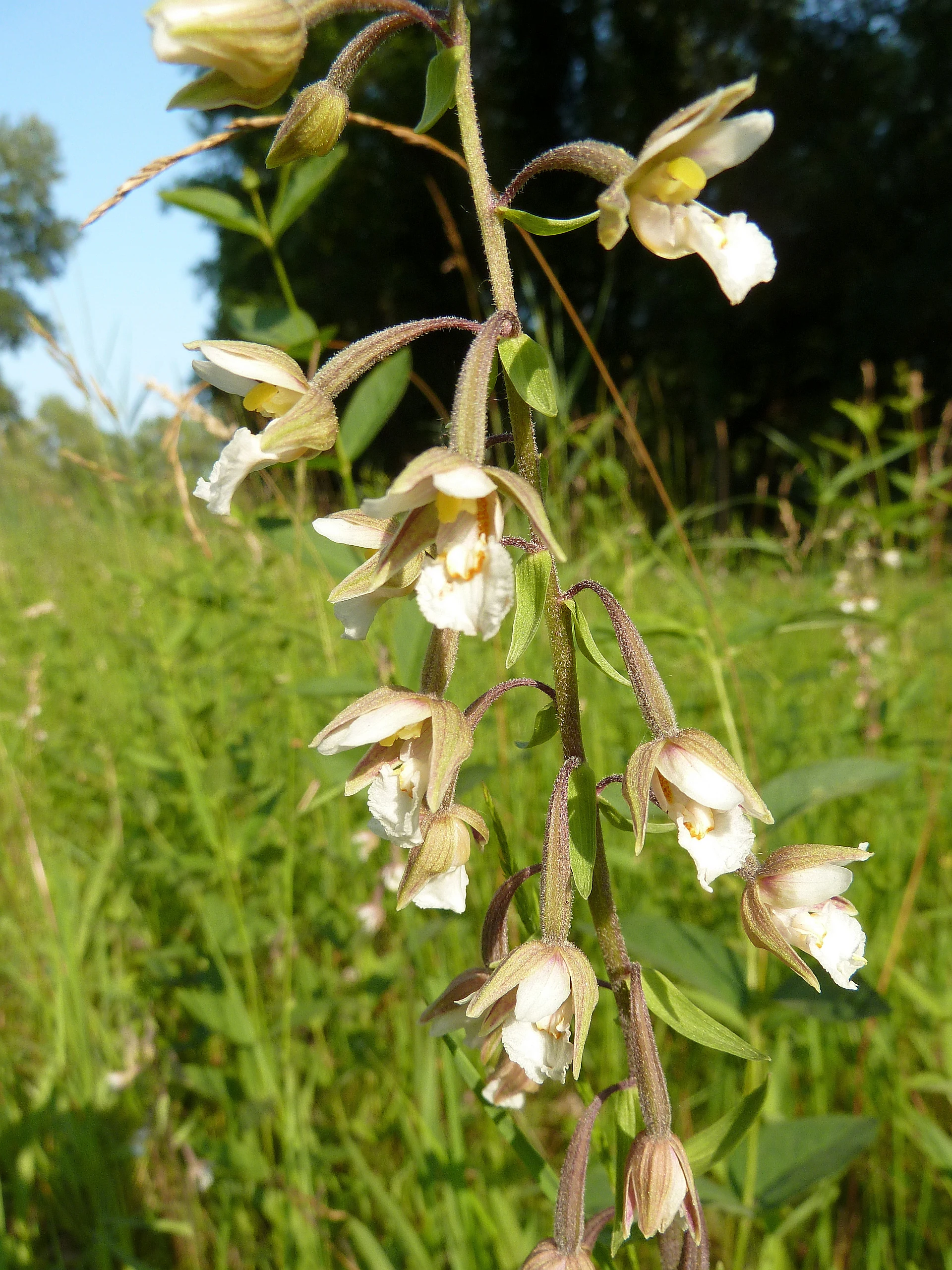 A close-up vertical shot of a flowering Marsh helleborine plant featuring a tall stalk covered in multiple small white and reddish-brown orchid blossoms against a green meadow background.