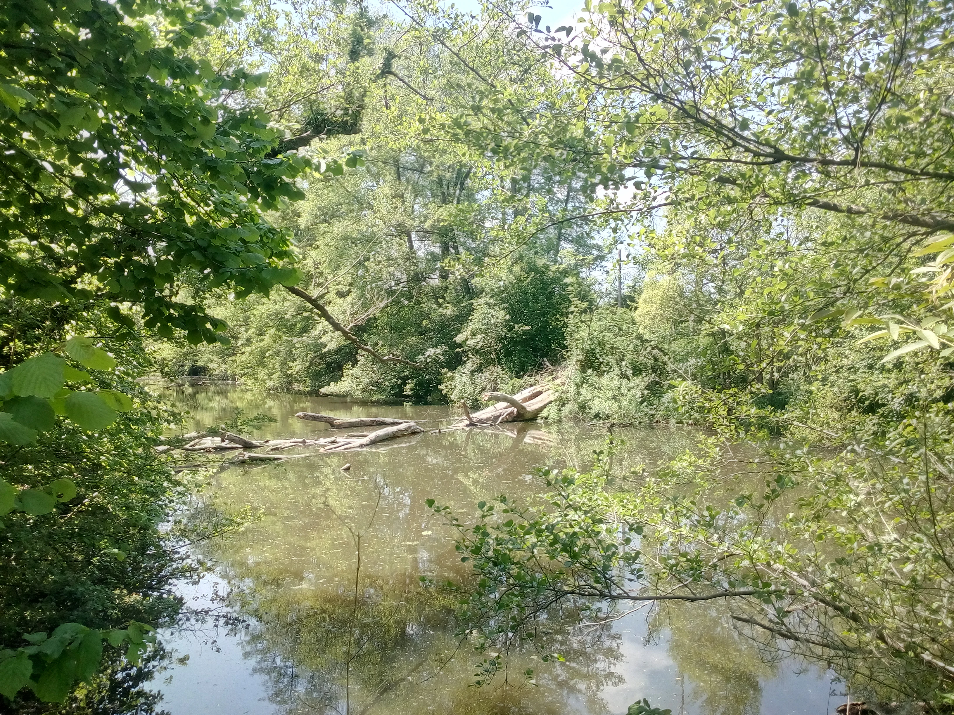 A calm, shallow body of water in a forested floodplain, featuring fallen logs partially submerged and dense green foliage along the banks.