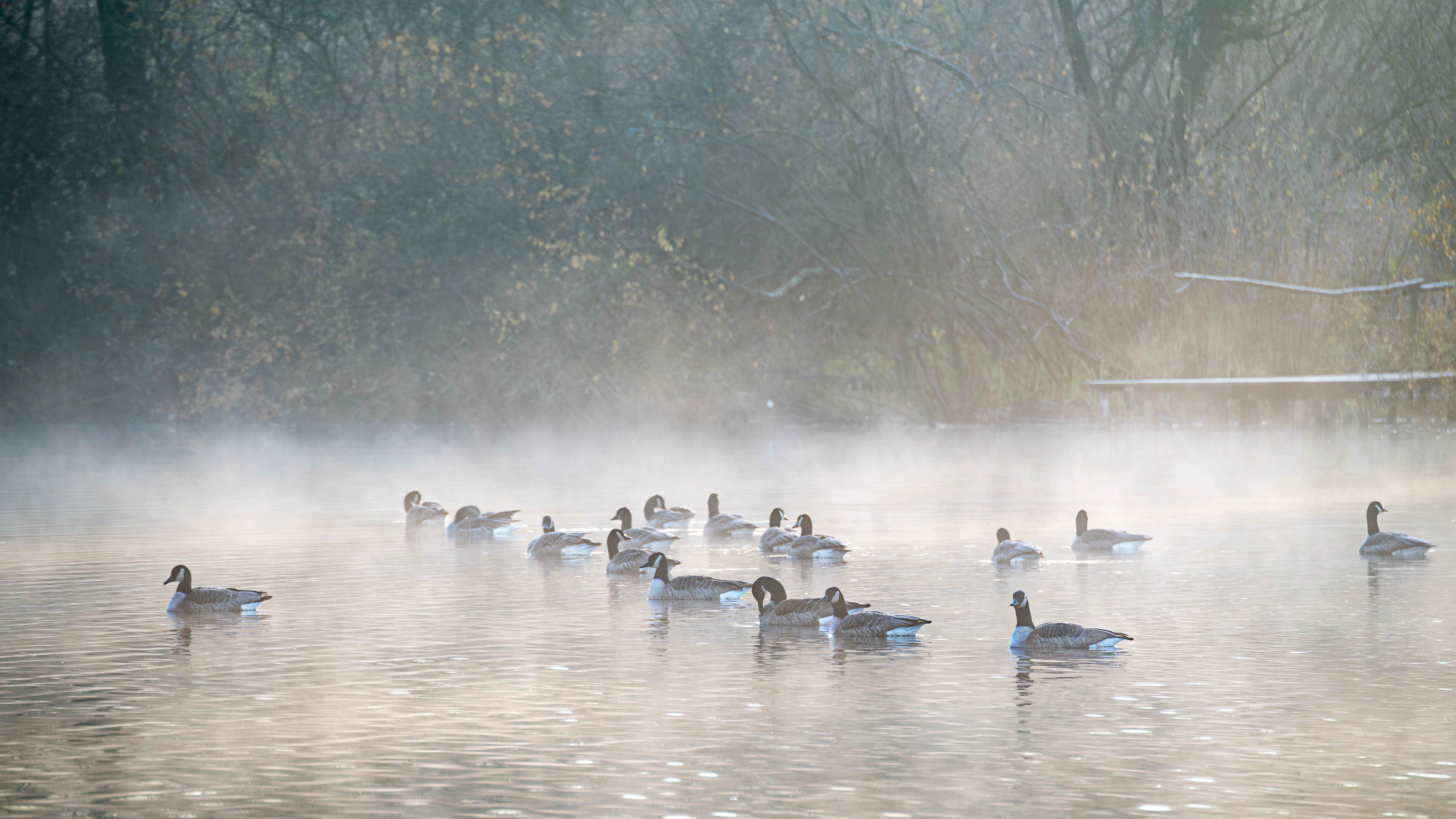 A group of Canada geese swimming on a calm, misty river or lake with a forested shoreline in the background.