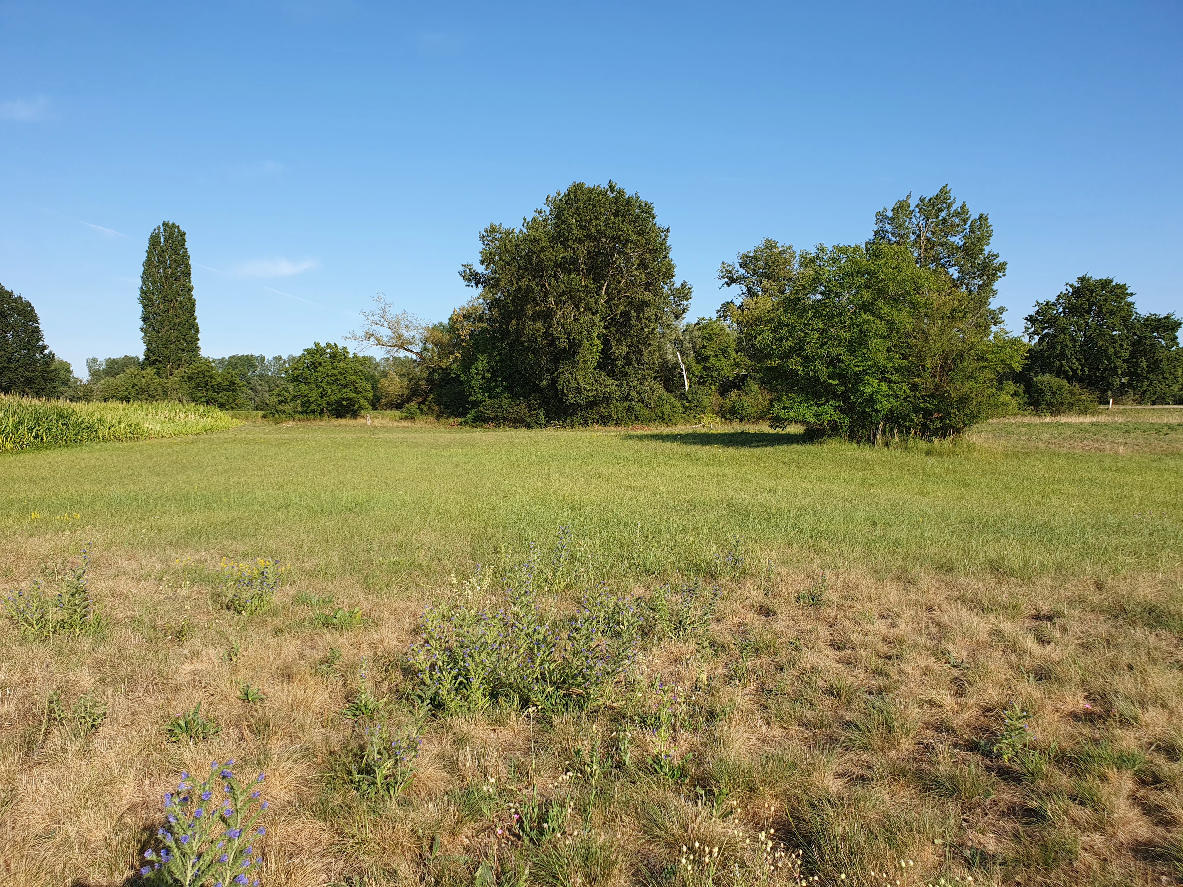 A wide view of a dry lowland meadow in summer, with clusters of trees in the midground and a clear blue sky above.