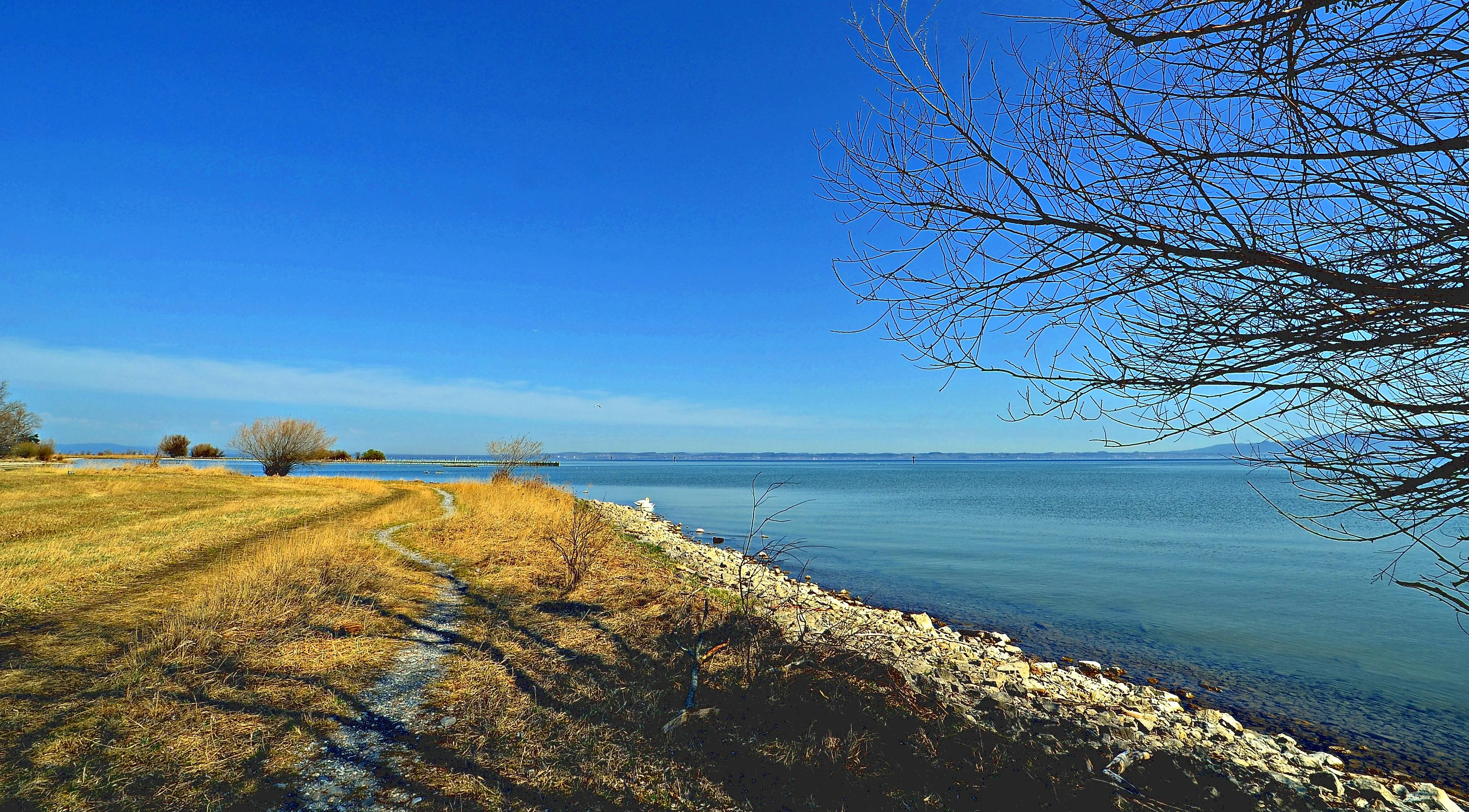 A wide landscape view of a rocky and grassy lakeshore on a bright sunny day. A leafless tree branch hangs in the upper right corner, with a clear blue sky above and calm water stretching to the horizon.