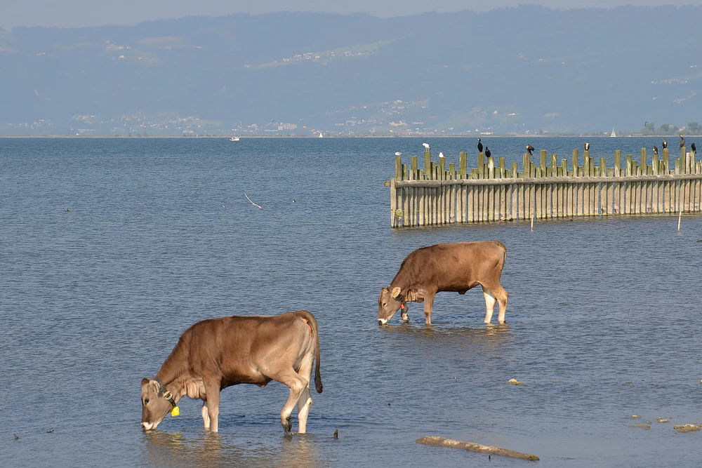Two brown cows standing in shallow lake water; a wooden pier structure in the background is occupied by several black cormorant birds.