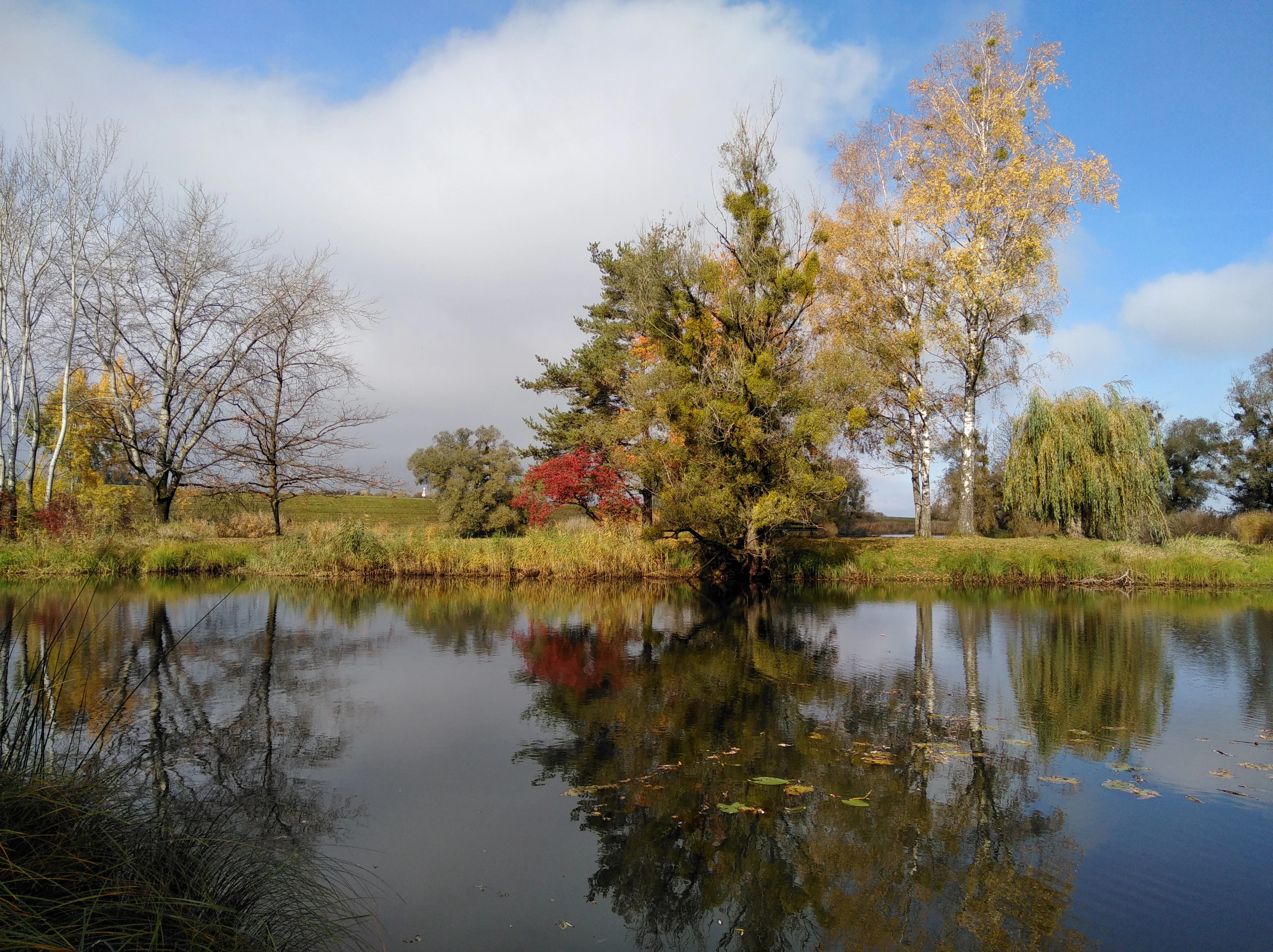 A calm pond reflects colorful autumn trees, including yellowing birches and a red-leafed shrub, against a blue sky with light clouds.