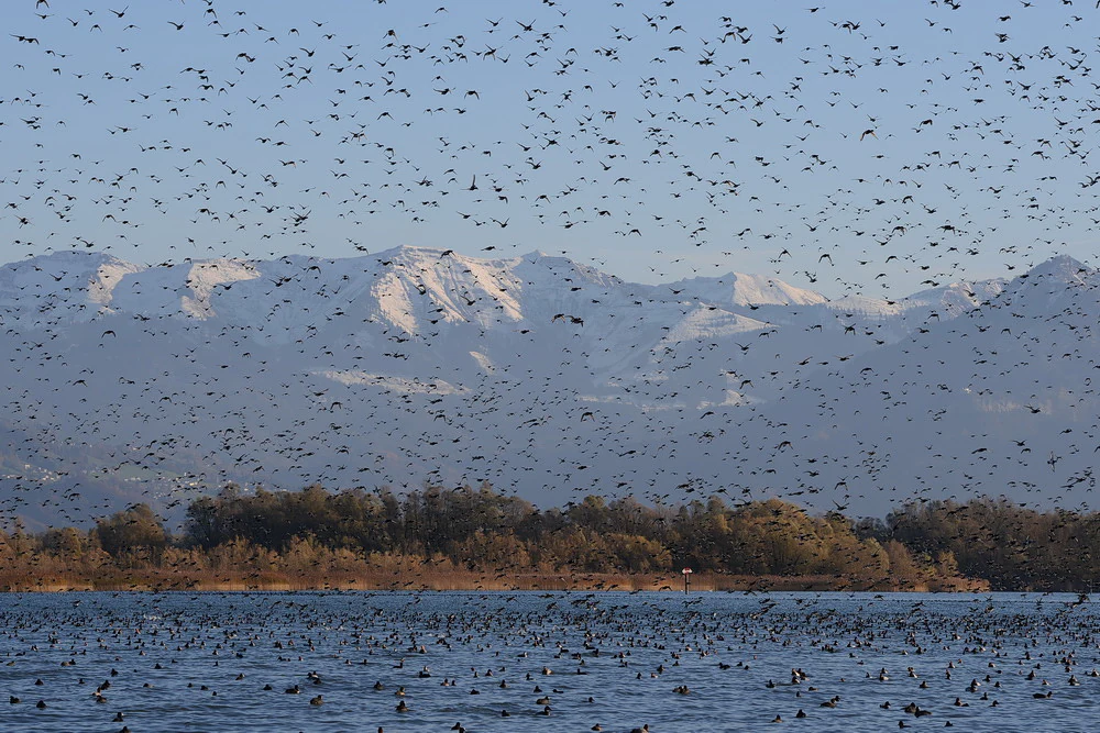 A massive flock of birds fills the air above the water of Lake Constance, with snow-capped mountains visible in the distance behind a treeline.