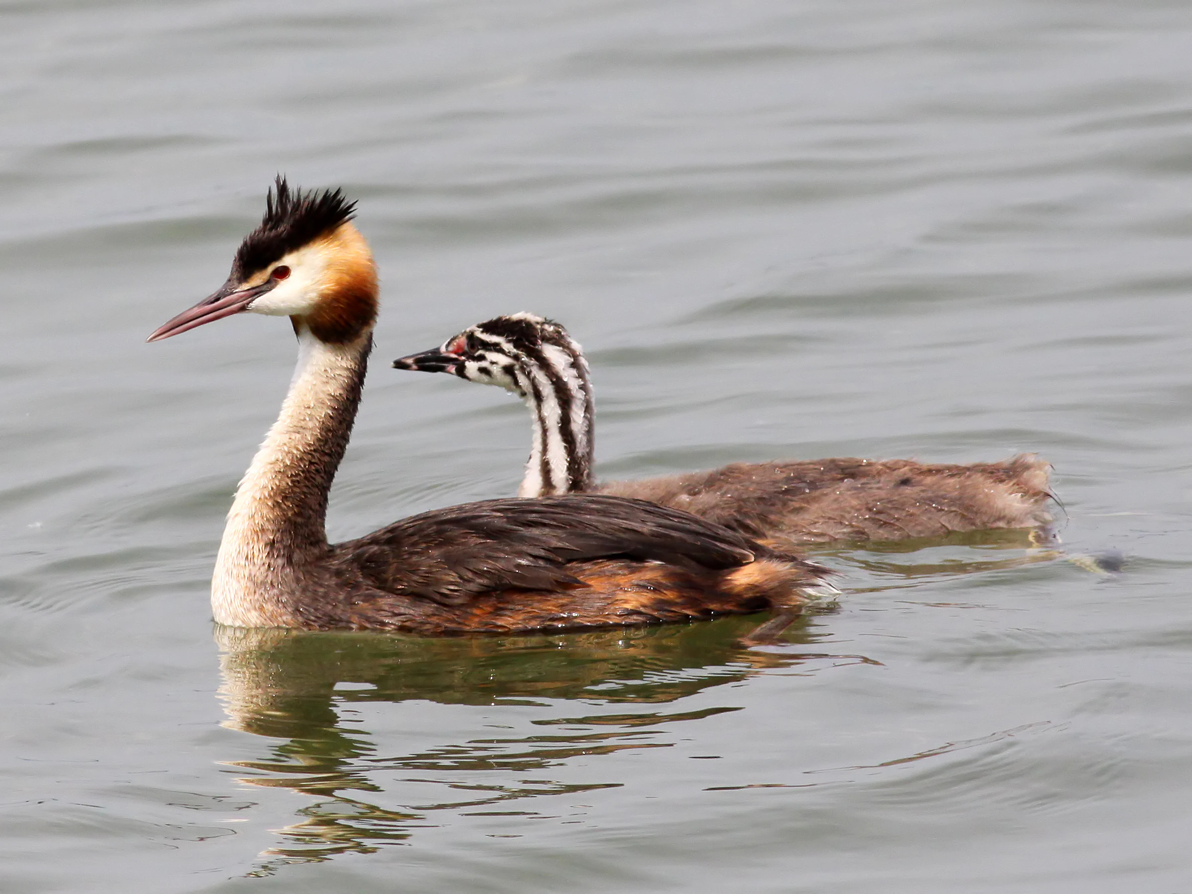 A Great Crested Grebe and its young chick swimming together on the surface of calm water.