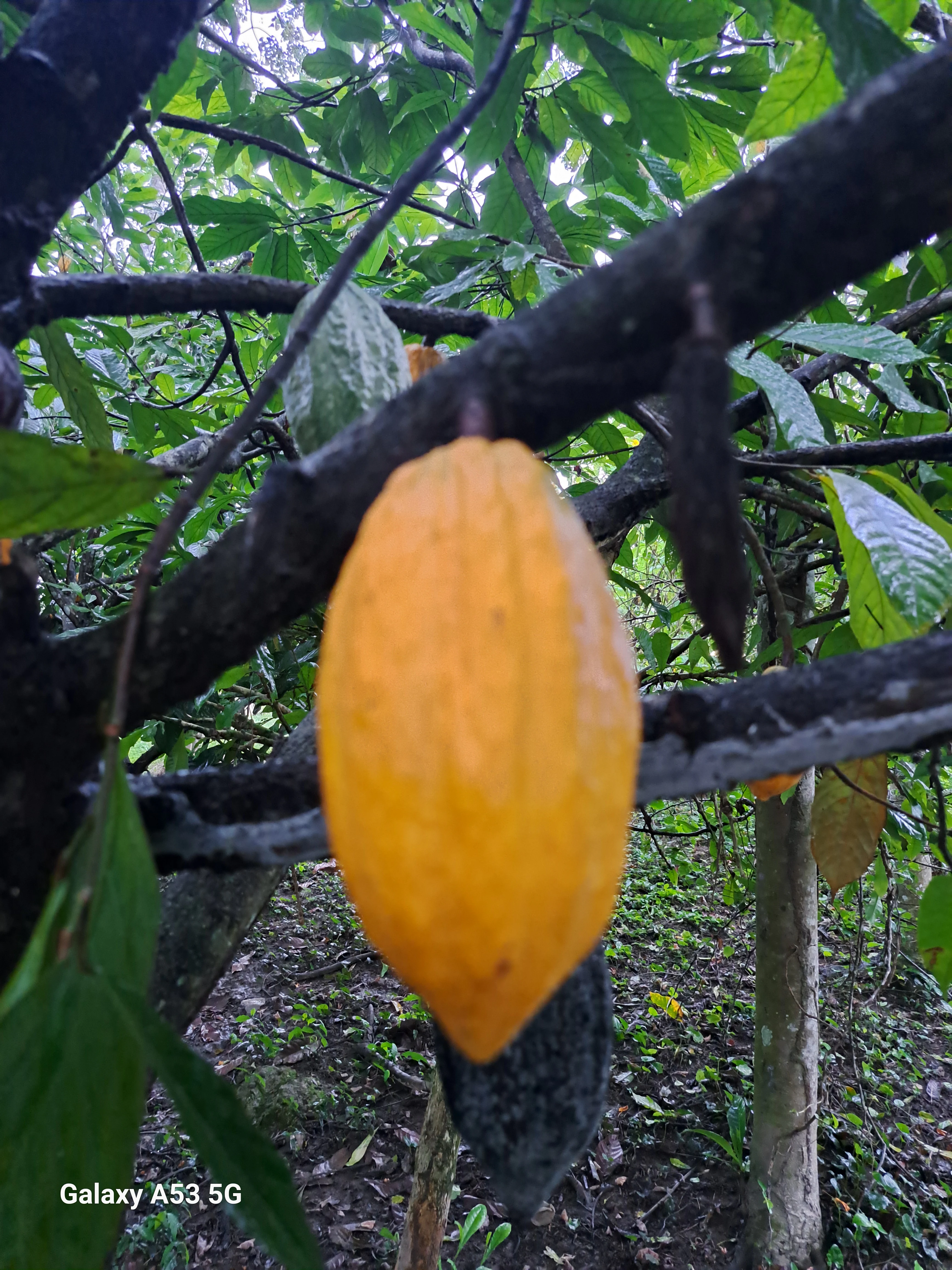 A close-up view of a large, vibrant yellow cacao pod growing directly from the trunk and branches of a cacao tree in a forest setting.
