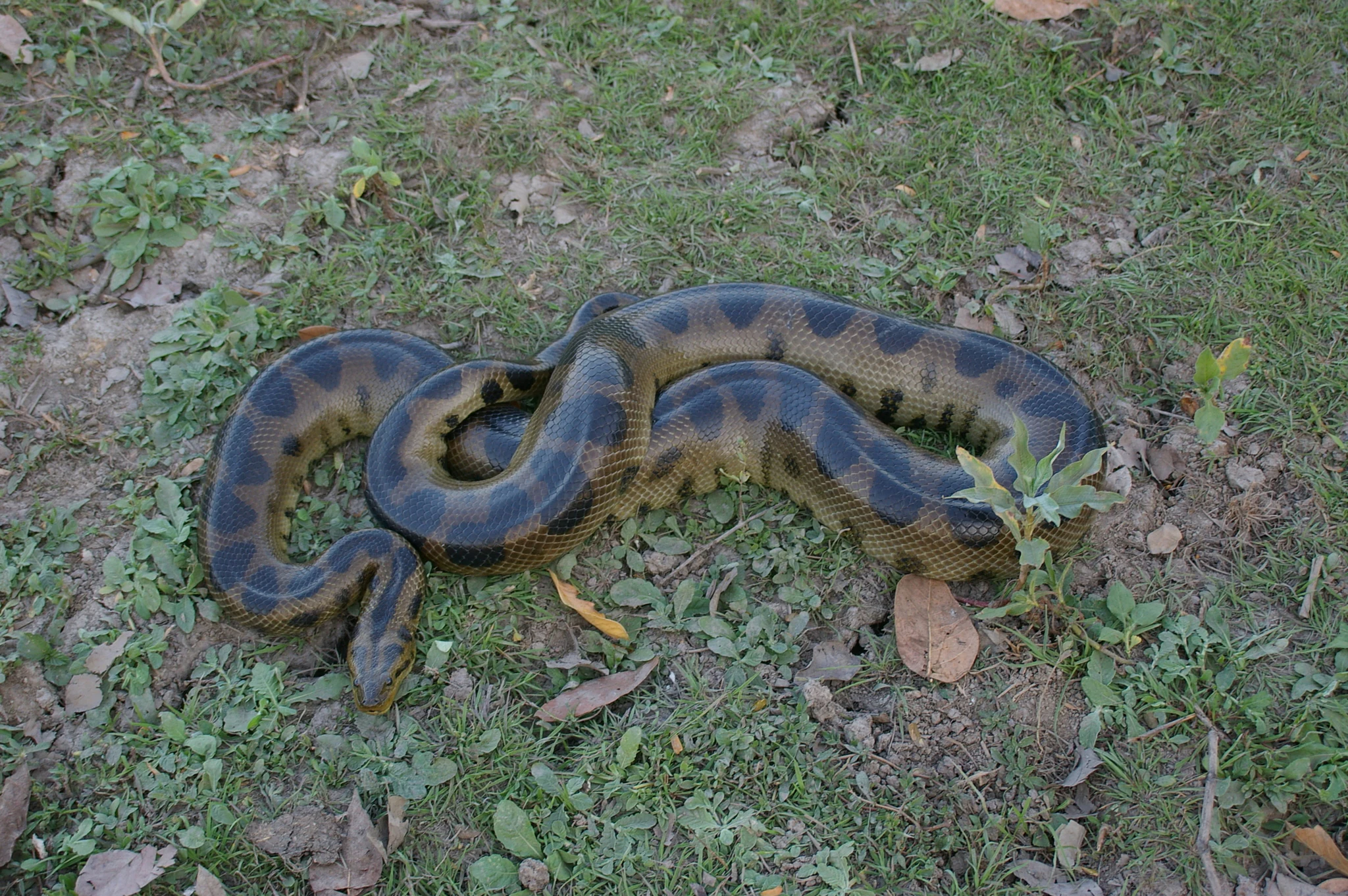 An anaconda with dark oval spots on its scales is coiled on a patch of grass and dirt.