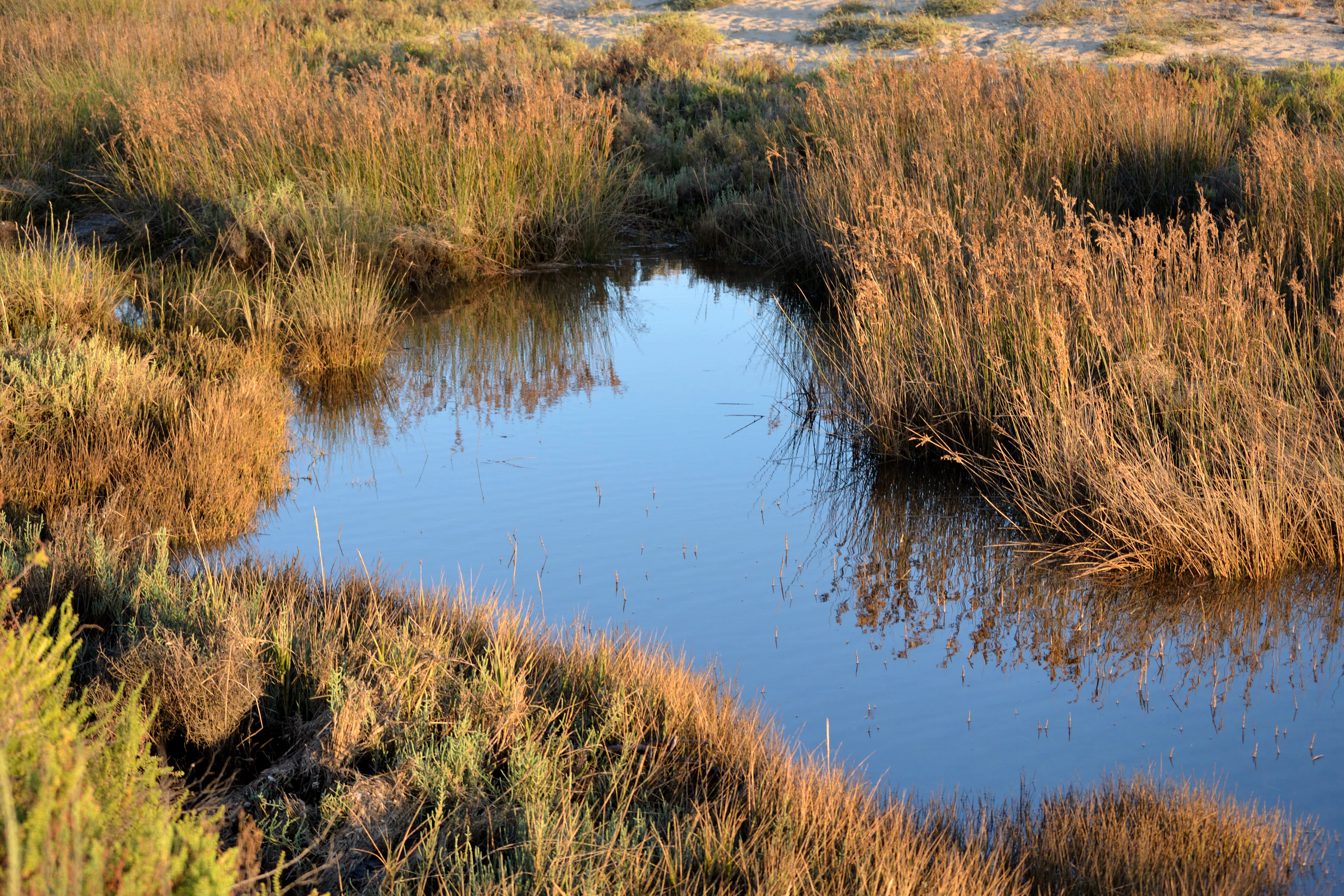 A calm water body surrounded by tall brown reeds and green vegetation in a wetland landscape.