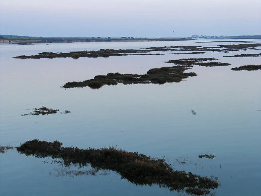 Calm lagoon water with scattered marshy islands and a bird in flight under overcast sky
