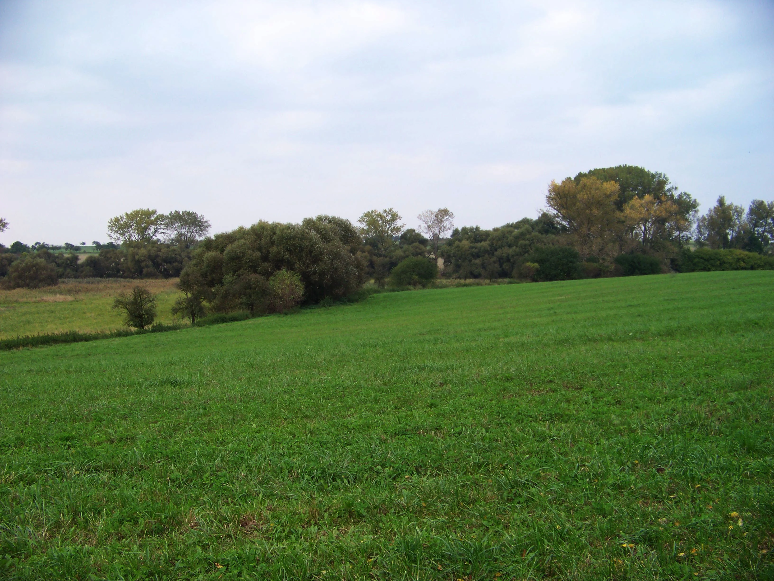 A wide view of a vibrant green pasture sloping gently in the foreground with a dense line of trees and bushes in the midground under a cloudy sky.