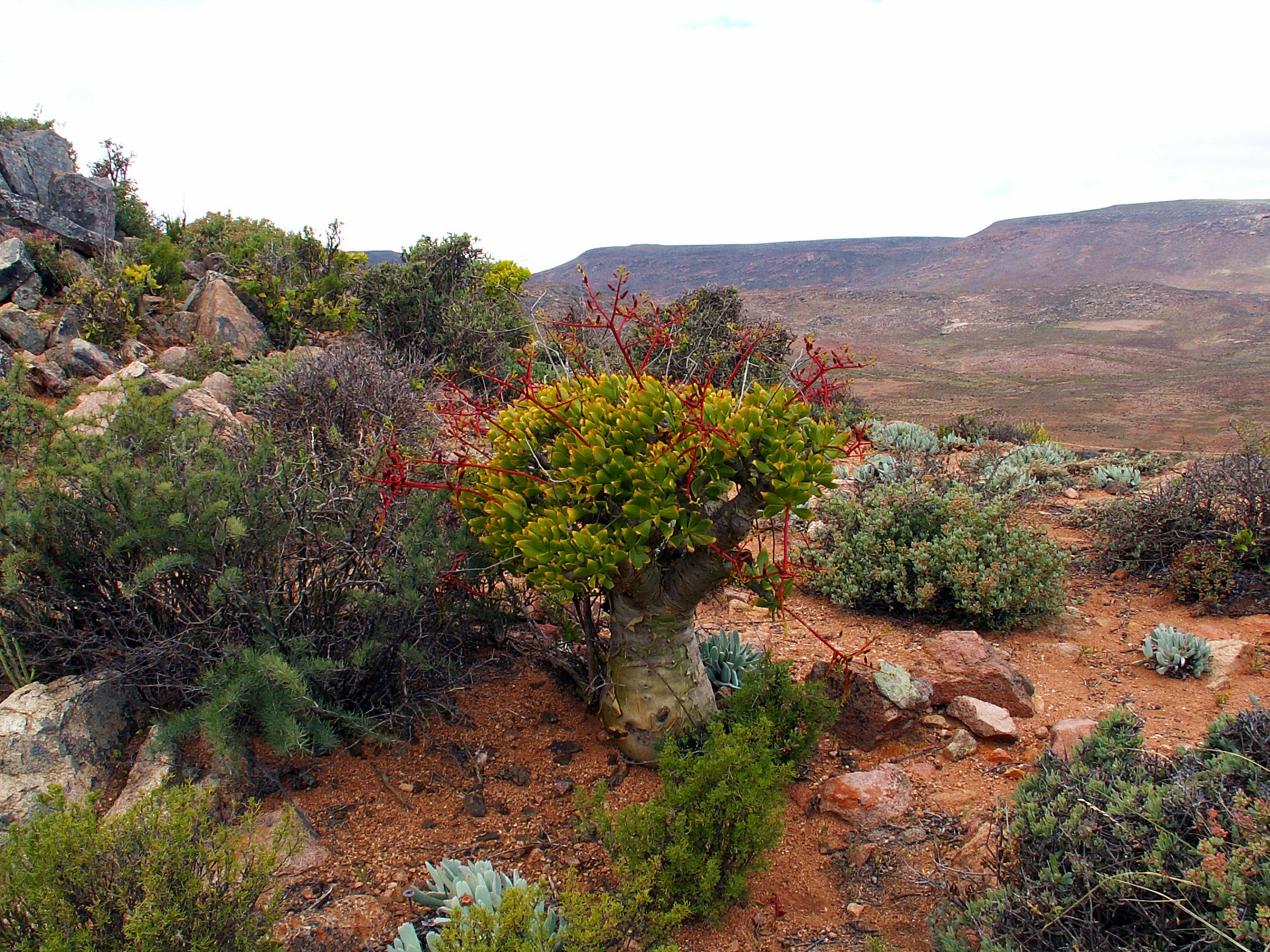 A medium shot of a thick-stemmed, shrub-like succulent plant with orange-red flower stalks, surrounded by rocky desert terrain and sparse vegetation.