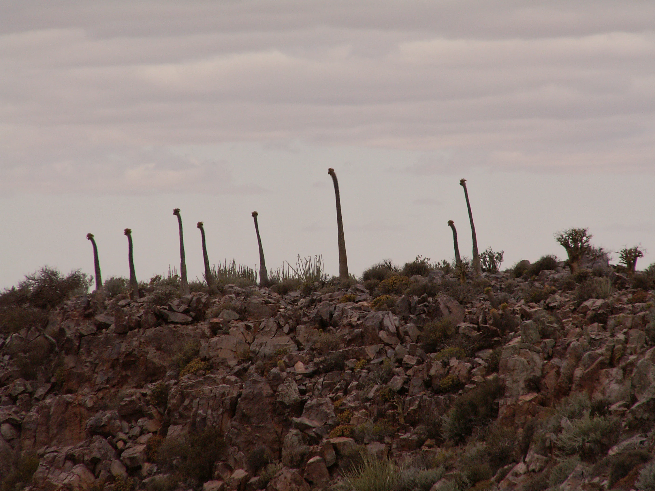 A group of tall, slender Pachypodium namaquanum succulent plants standing on a rocky, desert slope under an overcast sky.