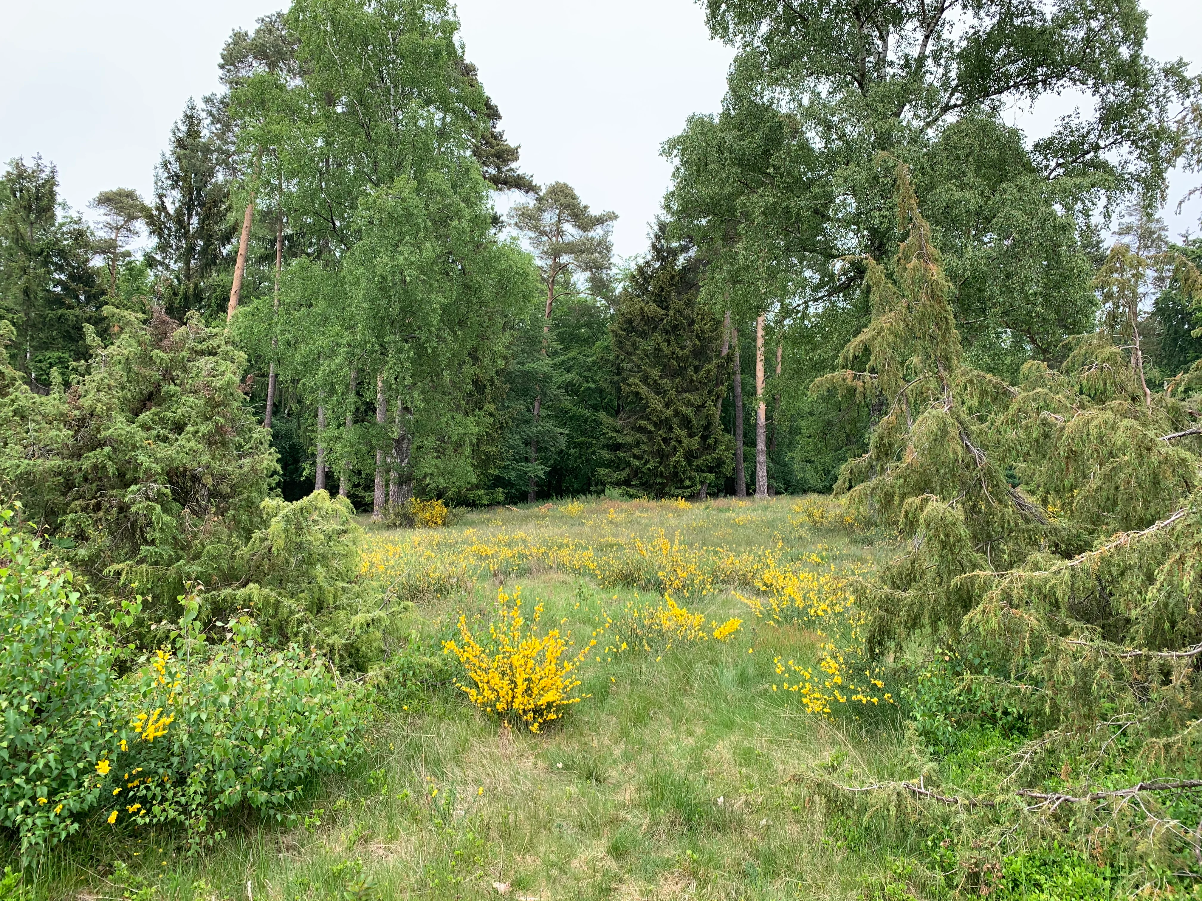 A green clearing in a forest filled with patches of yellow-flowering broom or gorse shrubs.