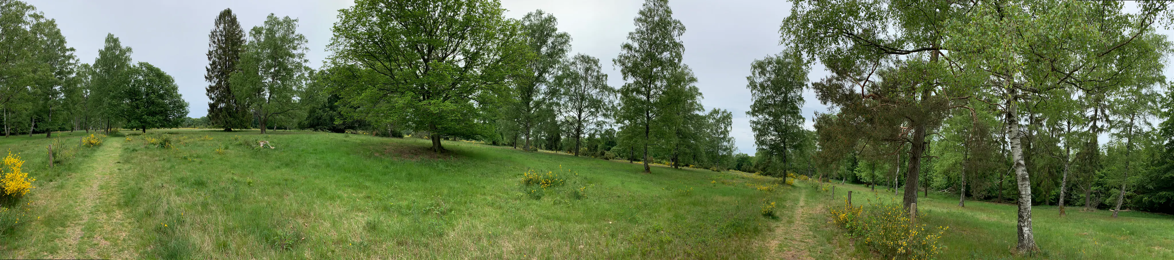 A wide panoramic landscape photograph of a green, grassy meadow in Riedelbacher Heide, with scattered deciduous and coniferous trees under a pale, overcast sky.