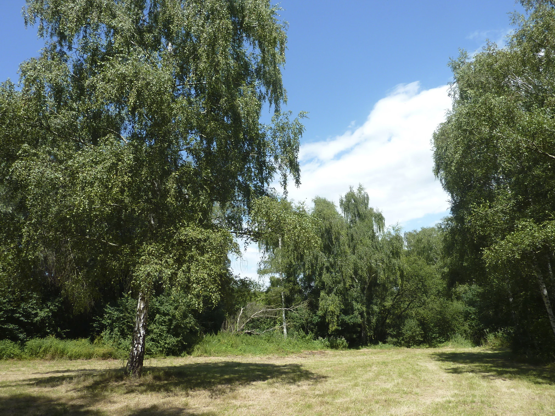 A wide, eye-level outdoor shot showing a sunlit grassy clearing at the edge of a woodland area with several tall, leafy birch trees under a clear blue sky.