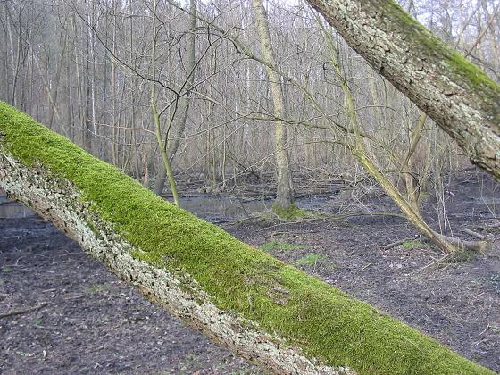 A close up view of a thick, mossy tree trunk stretching diagonally across the foreground, overlooking a swampy forest floor with bare trees and dark, muddy ground.