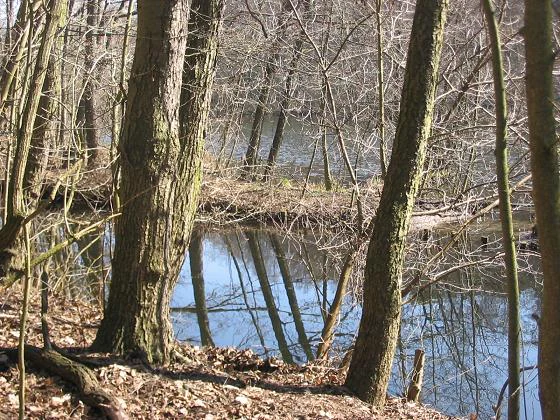 A view through bare trees looking over a small, calm pond with reflections of tree trunks on the water surface in a deciduous forest during late autumn or winter.