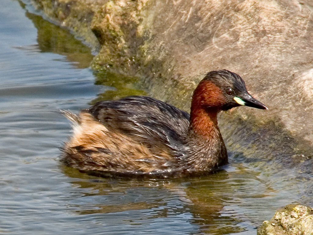 Un pequeño zampullín con cuello marrón rojizo y plumas oscuras nadando en aguas poco profundas cerca de una roca cubierta de musgo.