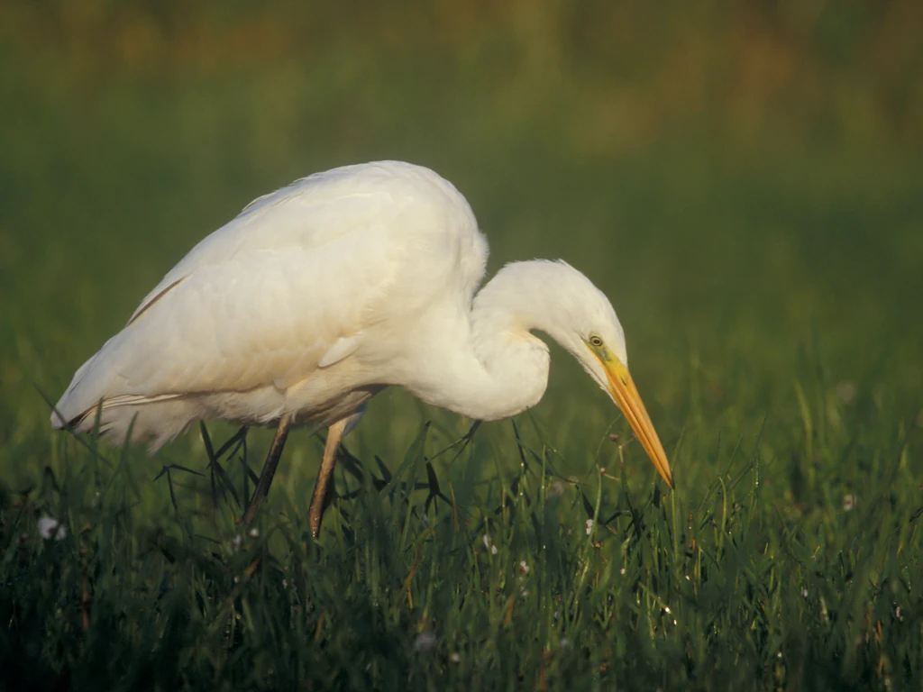 Una garceta grande blanca con pico amarillo de pie y mirando hacia abajo a la hierba verde en un campo.