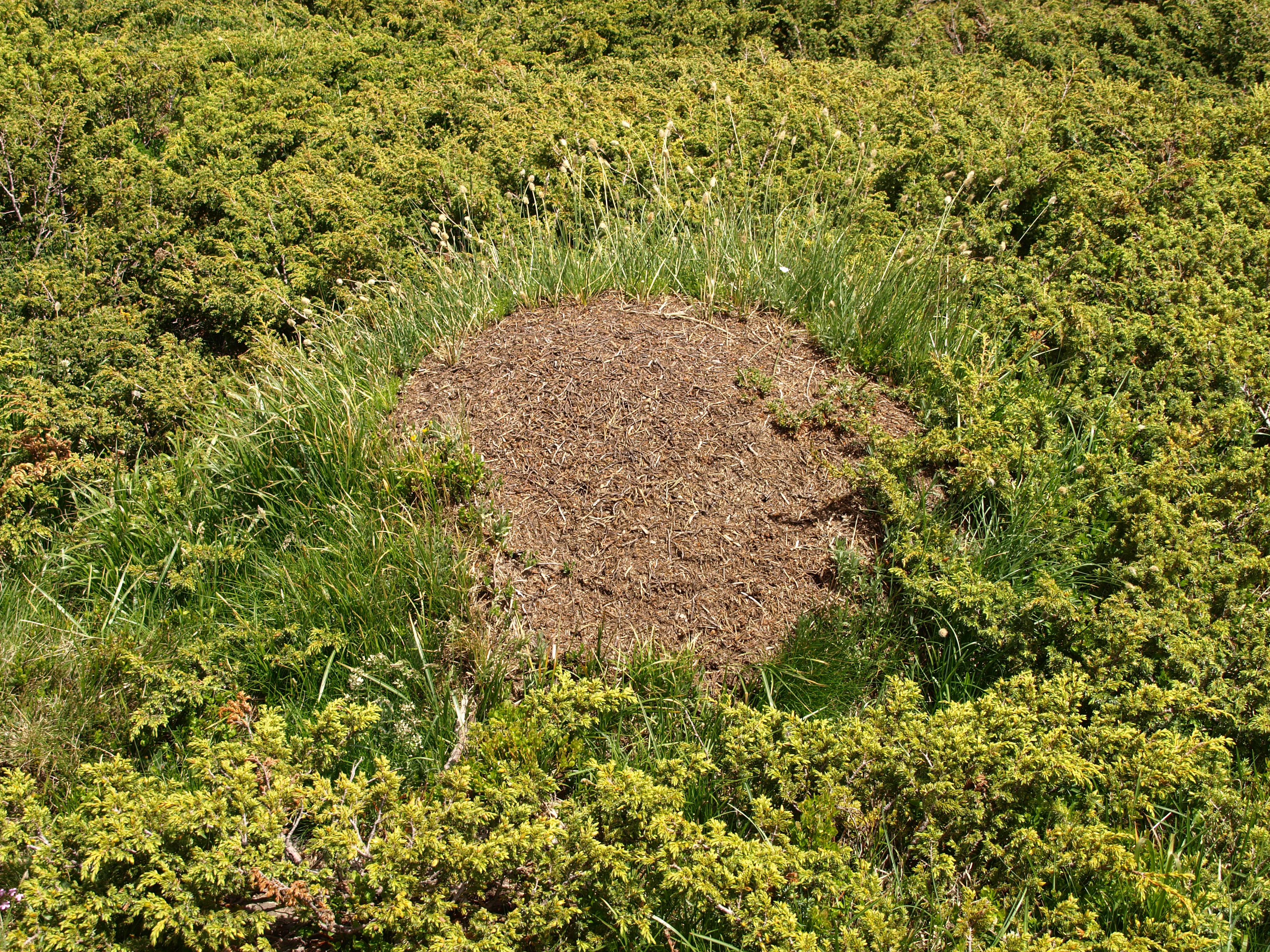 Large ant mound surrounded by dense low-lying green shrubs and grass in a mountainous area