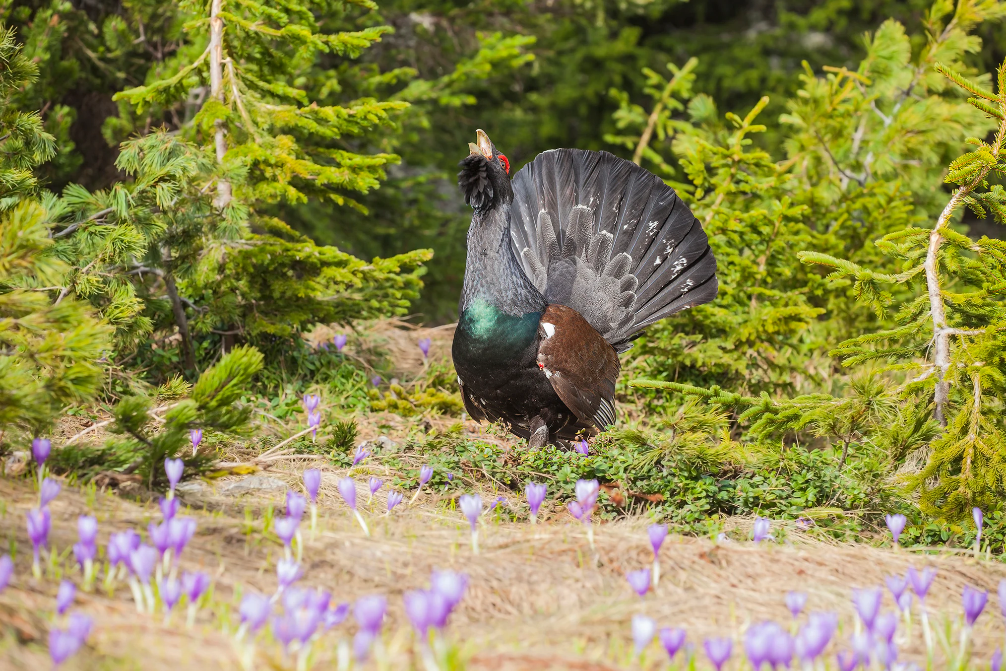 Male Capercaillie bird with fanned tail feathers standing in a forest clearing with purple wildflowers