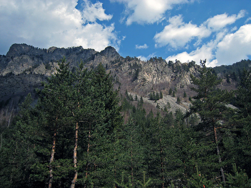 Tall pine trees in the foreground with rocky mountain peaks under a partly cloudy sky in Rila National Park