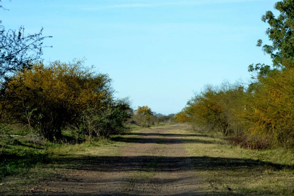 A wide, unpaved dirt road or trail leads into the distance, flanked by dense low-lying trees and shrubs on both sides under a clear blue sky.