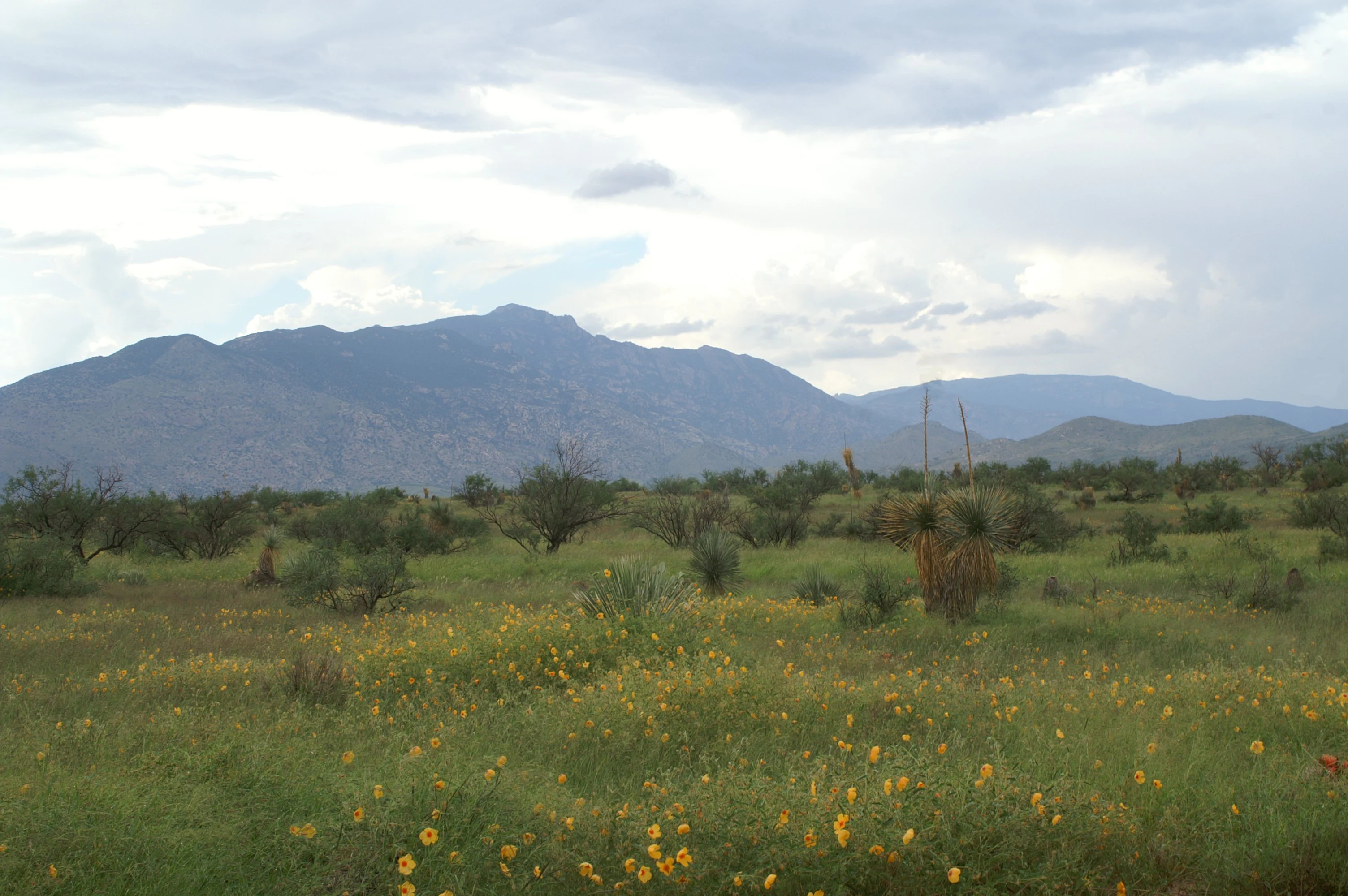 Vista panorámica del paisaje de las montañas Rincon bajo un cielo nublado, con un primer plano de flores silvestres y matorral desértico.
