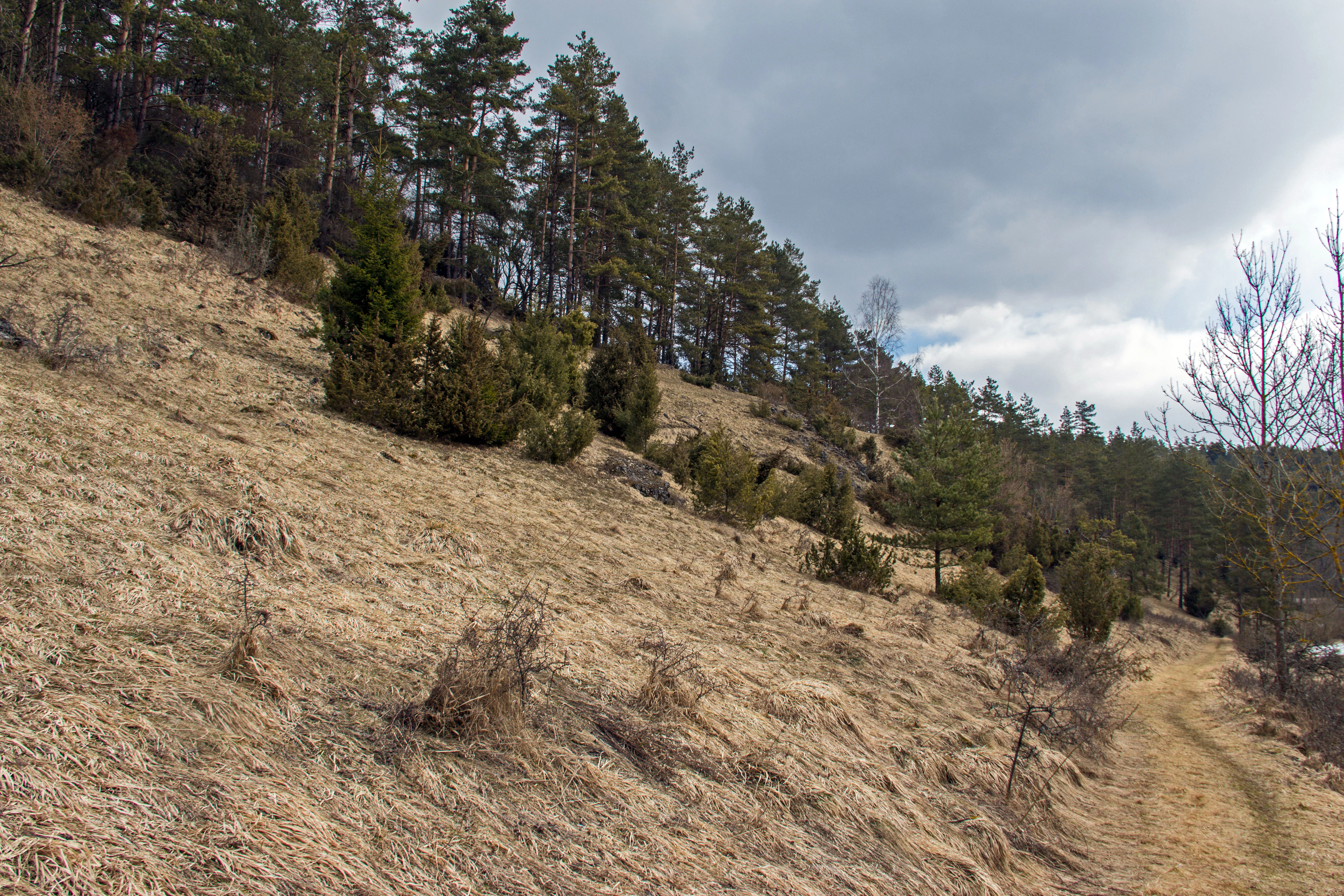 A sloped, dry grassy hillside with scattered small juniper trees and a forest line at the top, under a cloudy sky.