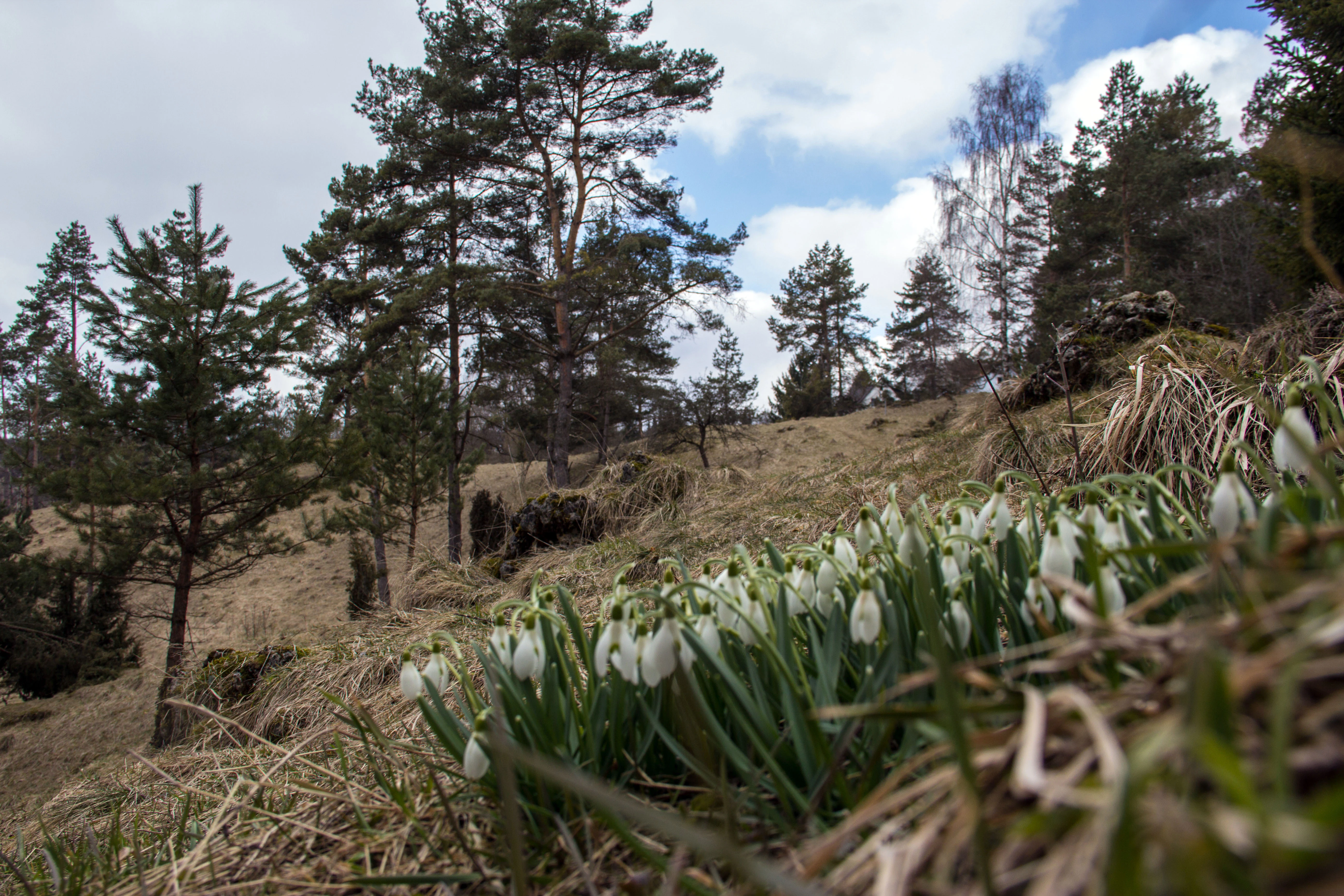 A close up view of white snowdrop flowers in the foreground, with a grassy hillside and coniferous forest in the background under a partly cloudy sky.
