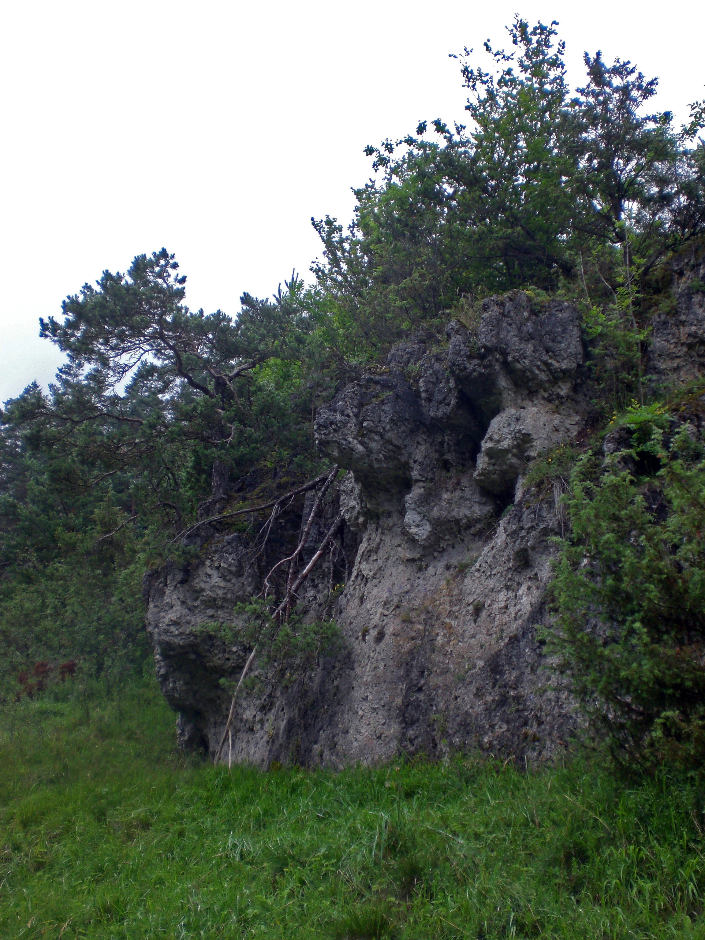 A weathered, light-gray limestone rock formation rising from a grassy slope, topped with pine and deciduous trees under an overcast sky.