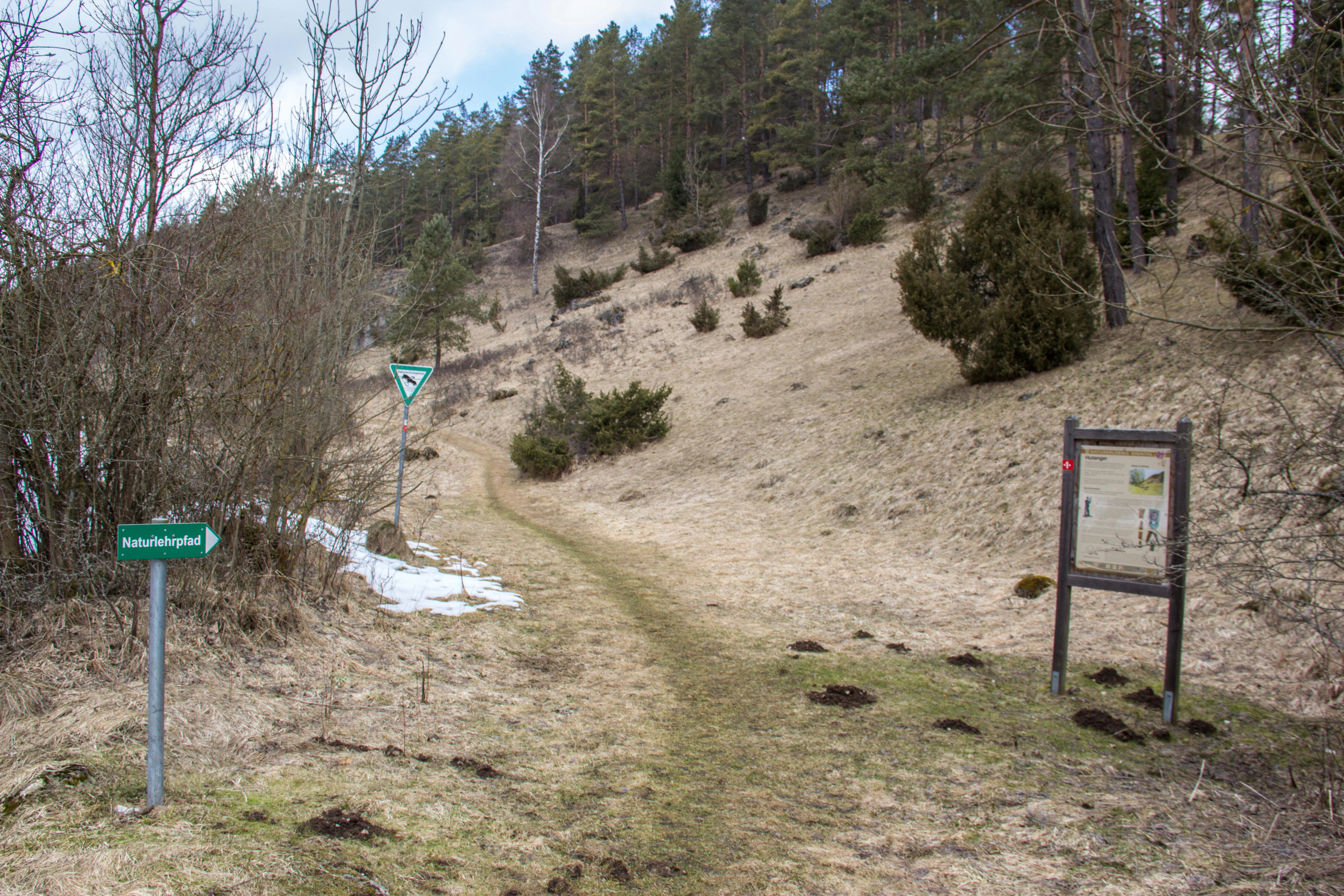 A trail path leads up a grassy slope dotted with small trees and bushes in the Rinntal bei Alfeld nature reserve, with a green information sign pointing to the reserve and an upright wooden display board.