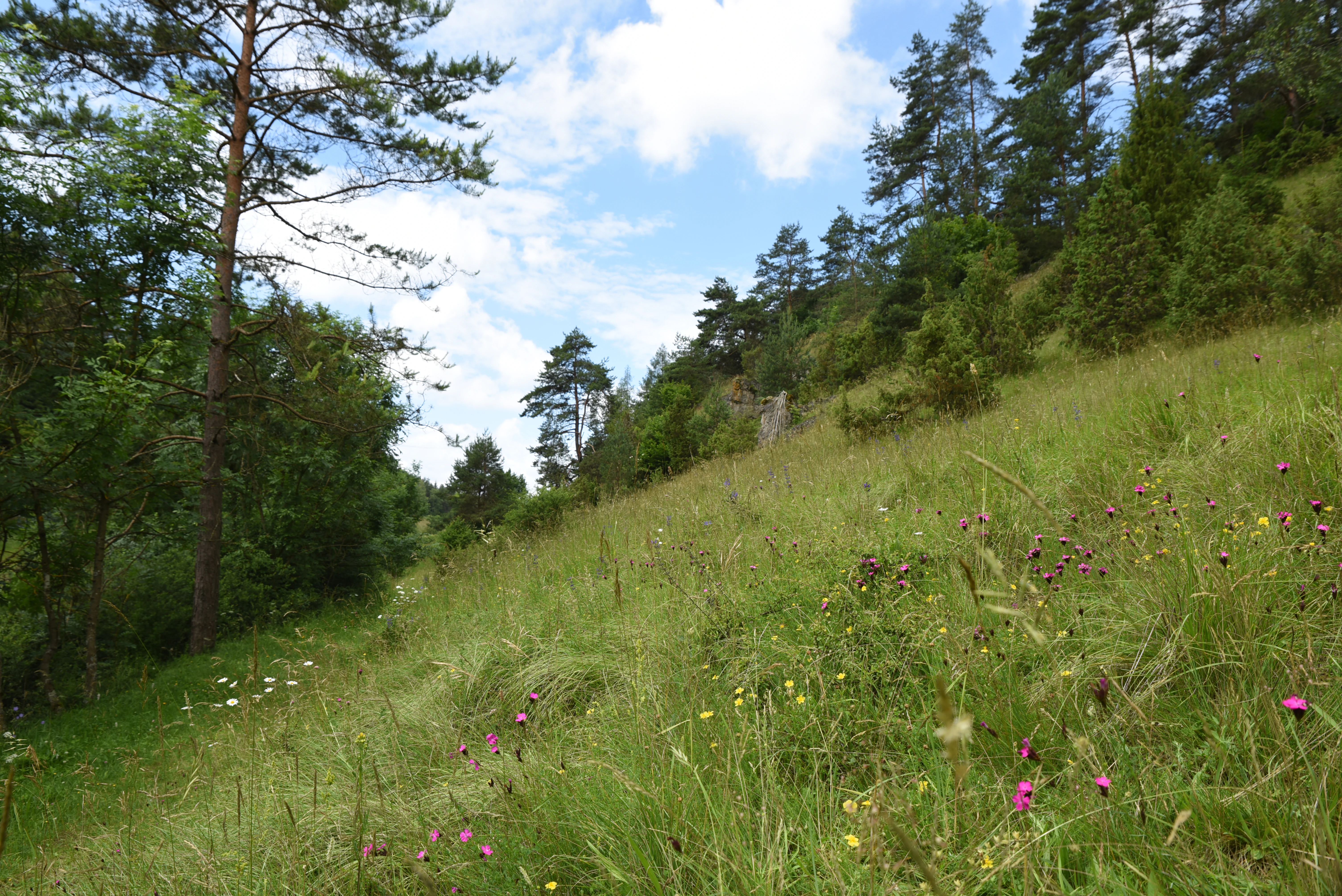 A sloped meadow covered in tall grasses and wildflowers, transitioning into a wooded forest edge under a partly cloudy summer sky.