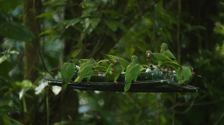 Several bright green parrots perched on a dark, horizontal feeding platform in a lush, dense forest setting.