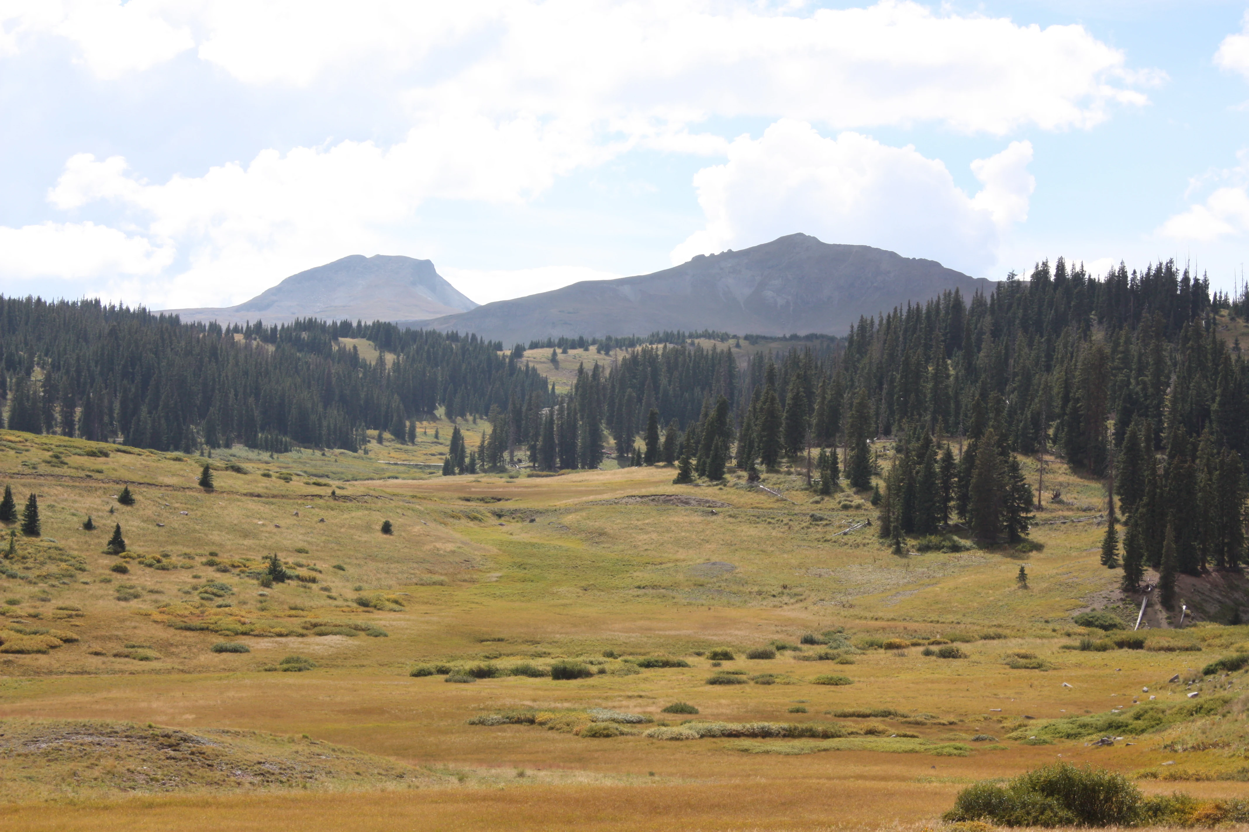 A wide view of a golden, grassy meadow in the foreground leading into a dense coniferous forest, with rounded mountain peaks under a cloudy sky in the background.