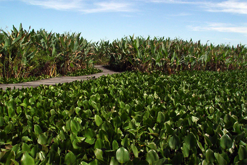 Wooden boardwalk path through dense green aquatic plants with tall grasses and a clear blue sky in the background