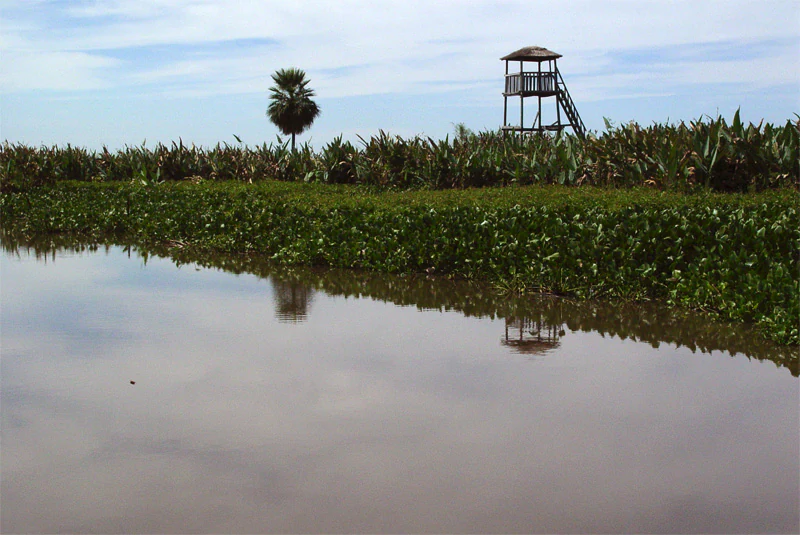 Calm river reflecting a wooden observation tower and palm tree with lush green vegetation along the banks under a partly cloudy sky
