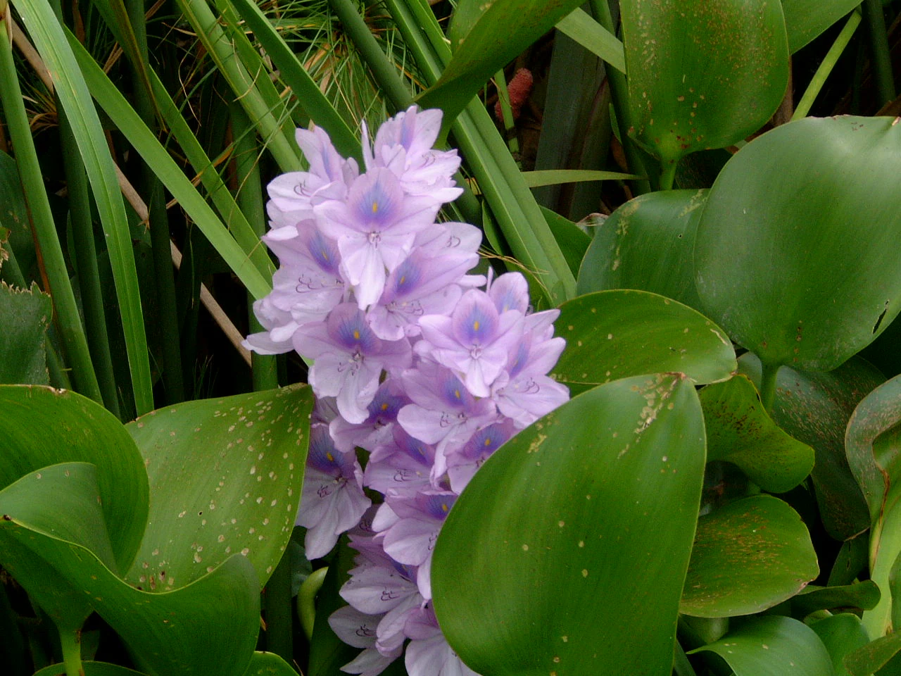 Purple water hyacinth flowers surrounded by large green leaves with water droplets