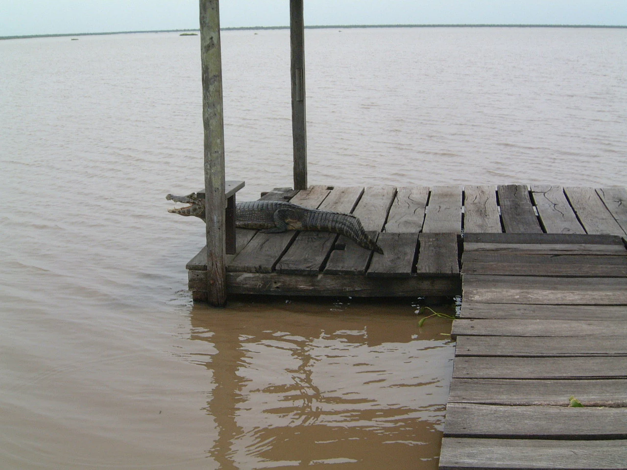 Caiman (Yacaré) lying on a wooden pier in a muddy river