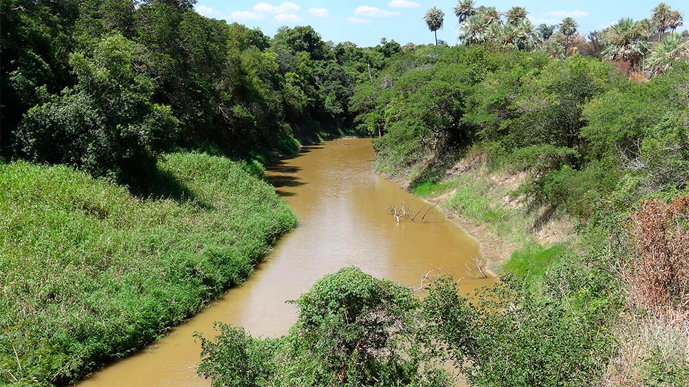 A wide river with muddy brown water flows through dense green trees and grasses under a partly cloudy sky