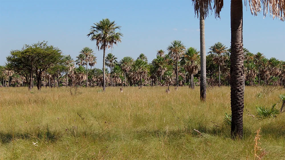 Grassy field with palm trees and scattered vegetation under a clear blue sky
