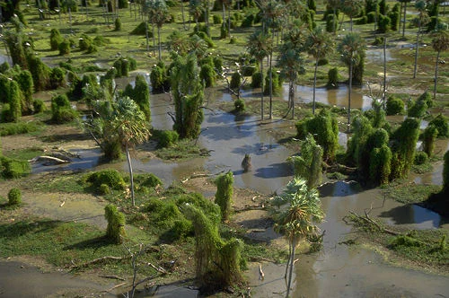 Wetland landscape with shallow water, patches of grass, and scattered palm-like trees and dense shrubs