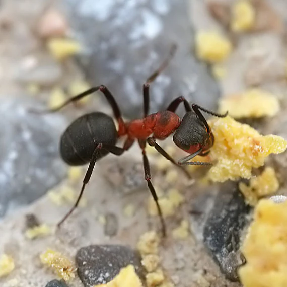Close-up macro photograph of a red wood ant crawling over small stones and organic debris.