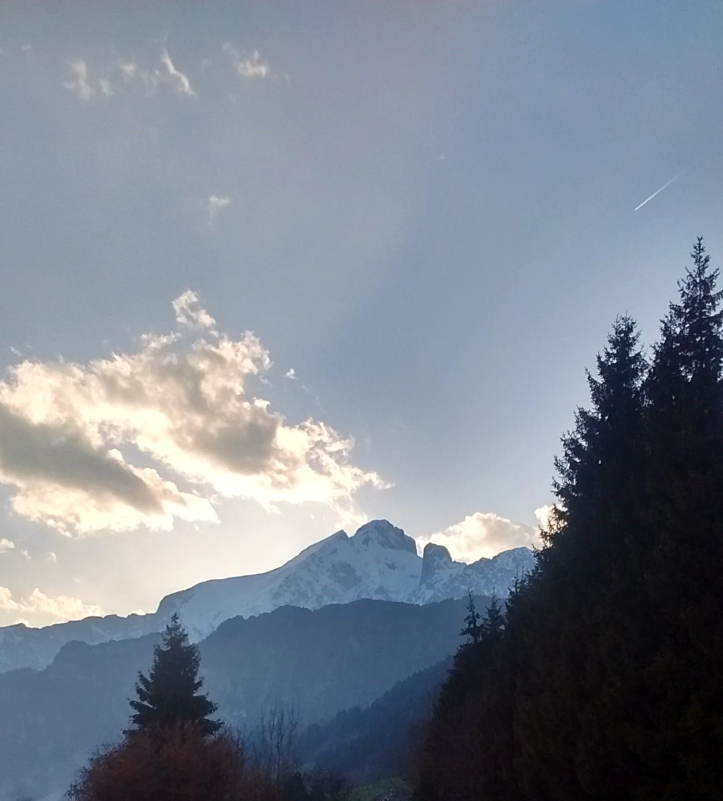A sunset view of snow-capped mountains in the distance, framed by dark pine tree silhouettes in the foreground.