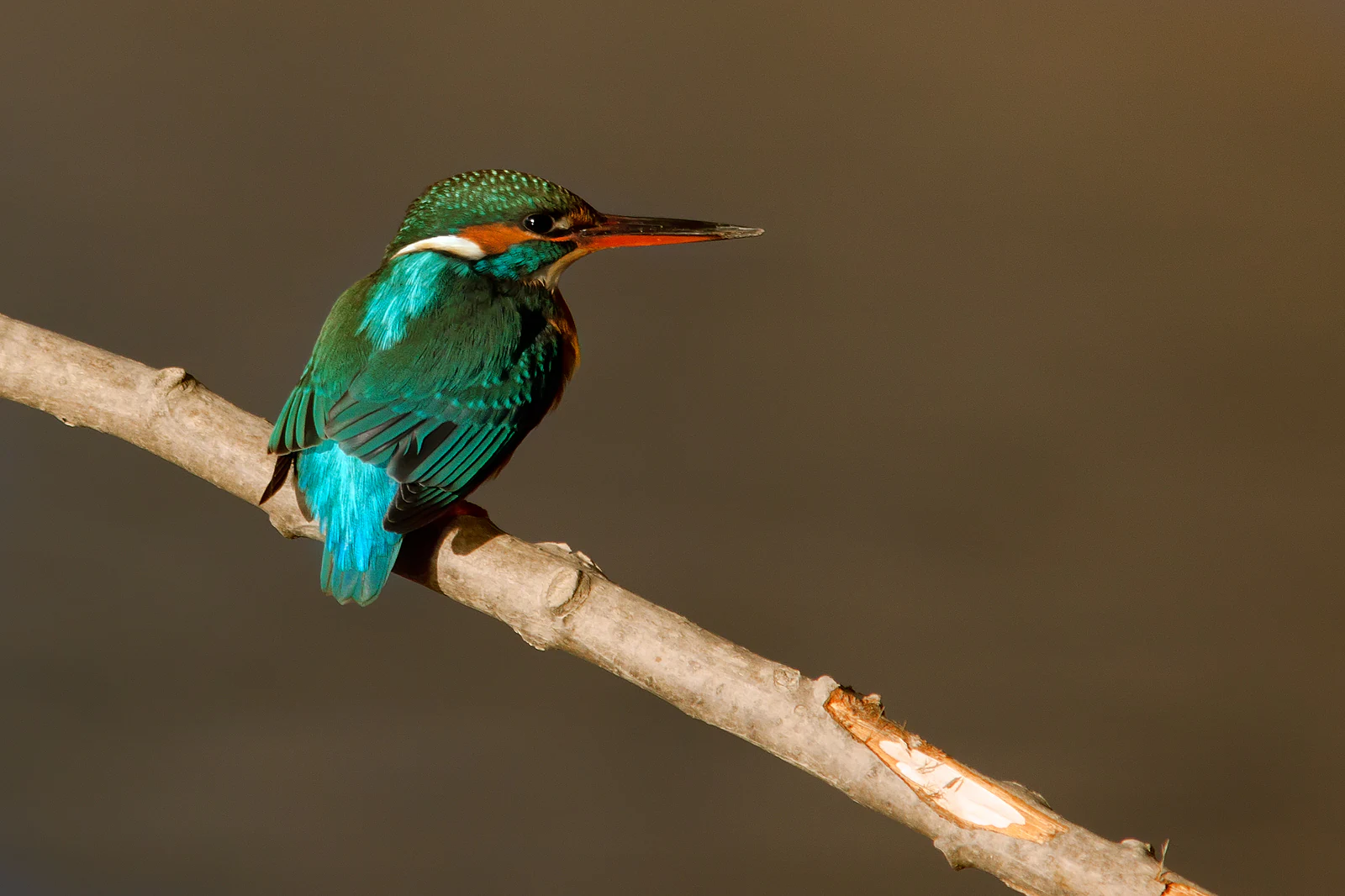 A small, colorful common kingfisher bird with brilliant blue and green plumage perches on a diagonal brown branch against a blurred, out-of-focus background.