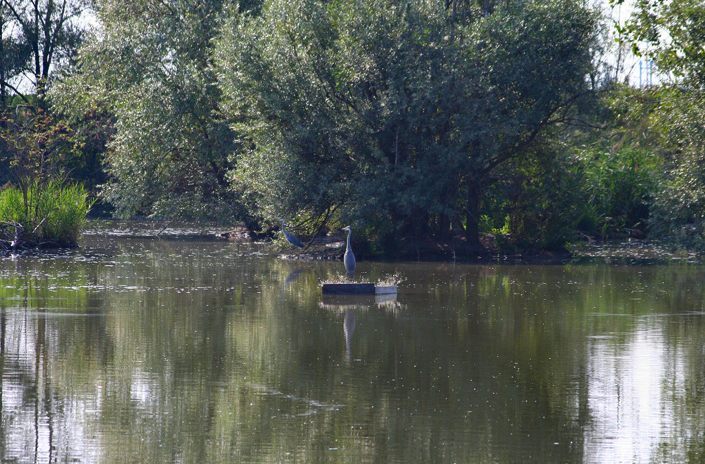 A grey heron standing on a small square nesting platform in the middle of a calm pond surrounded by trees.