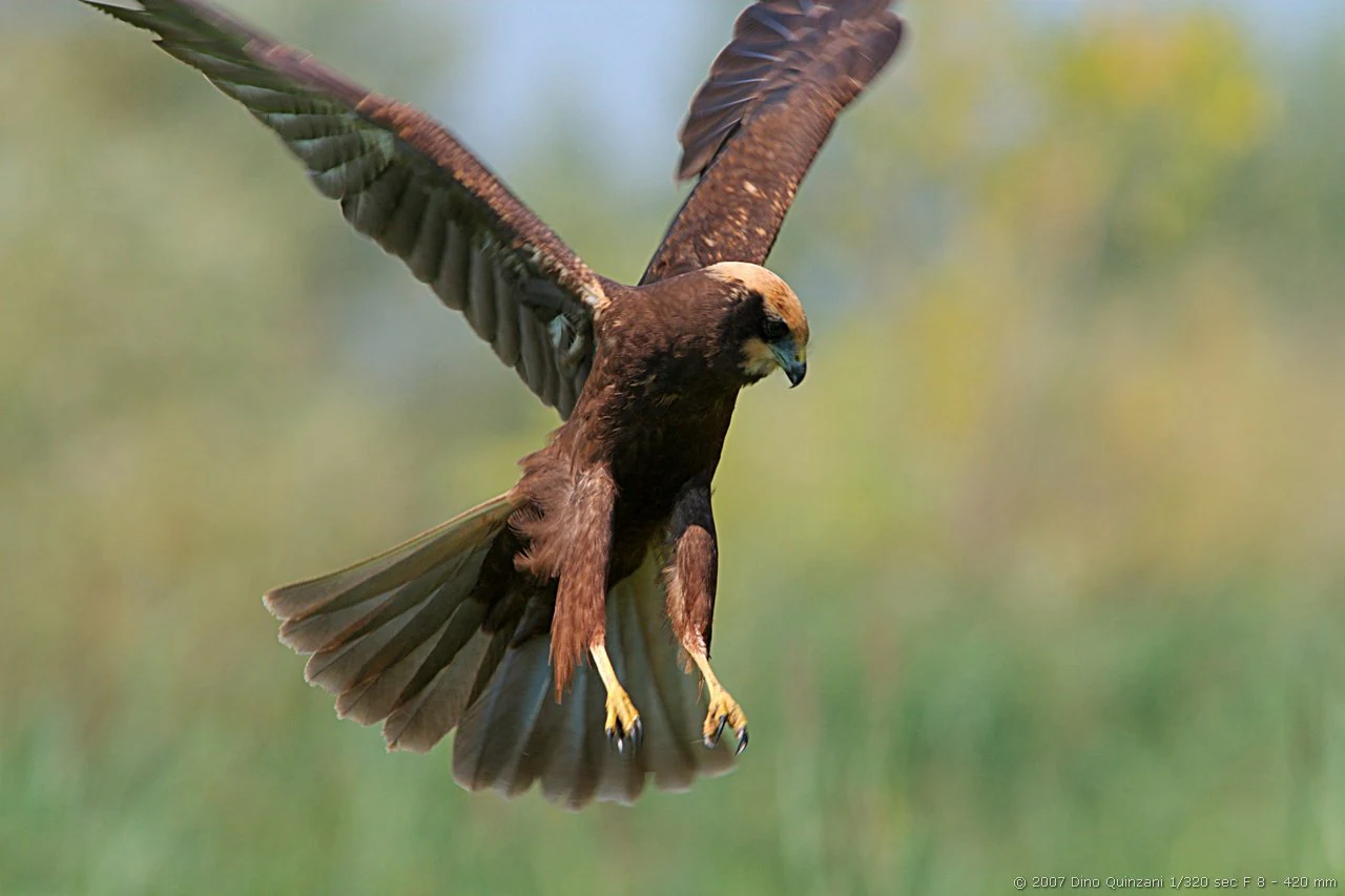 A brown juvenile marsh harrier bird in flight, captured mid-air with wings spread and talons extended.