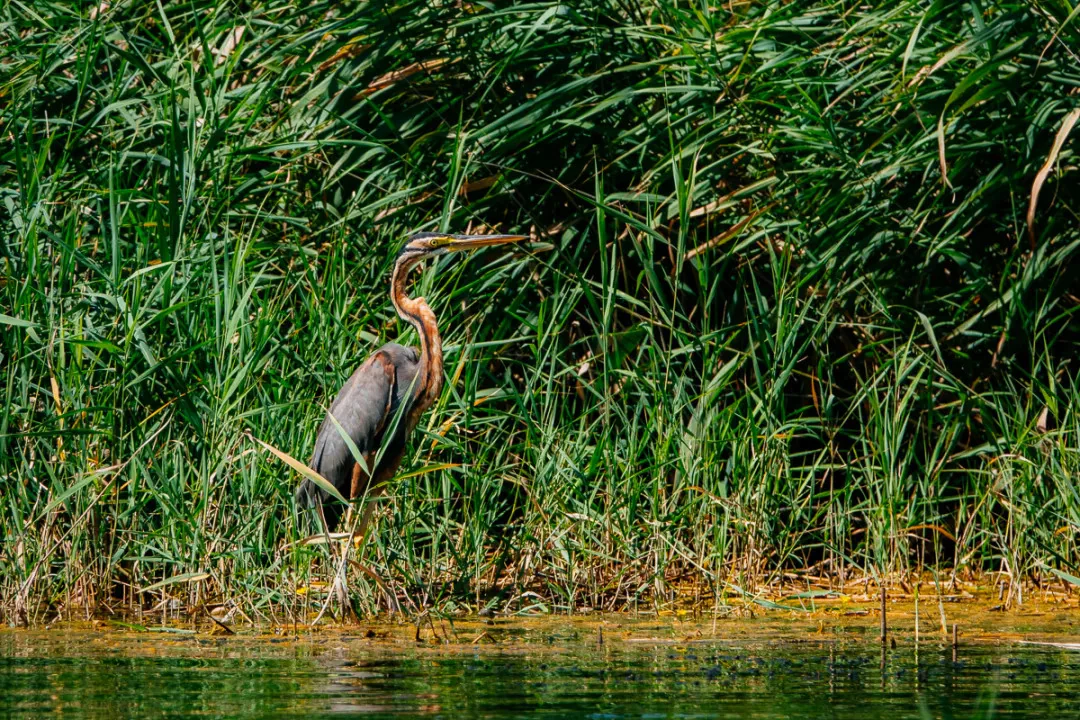 A purple heron with a long neck and pointed beak stands at the edge of a body of water, surrounded by tall green reeds and grasses.