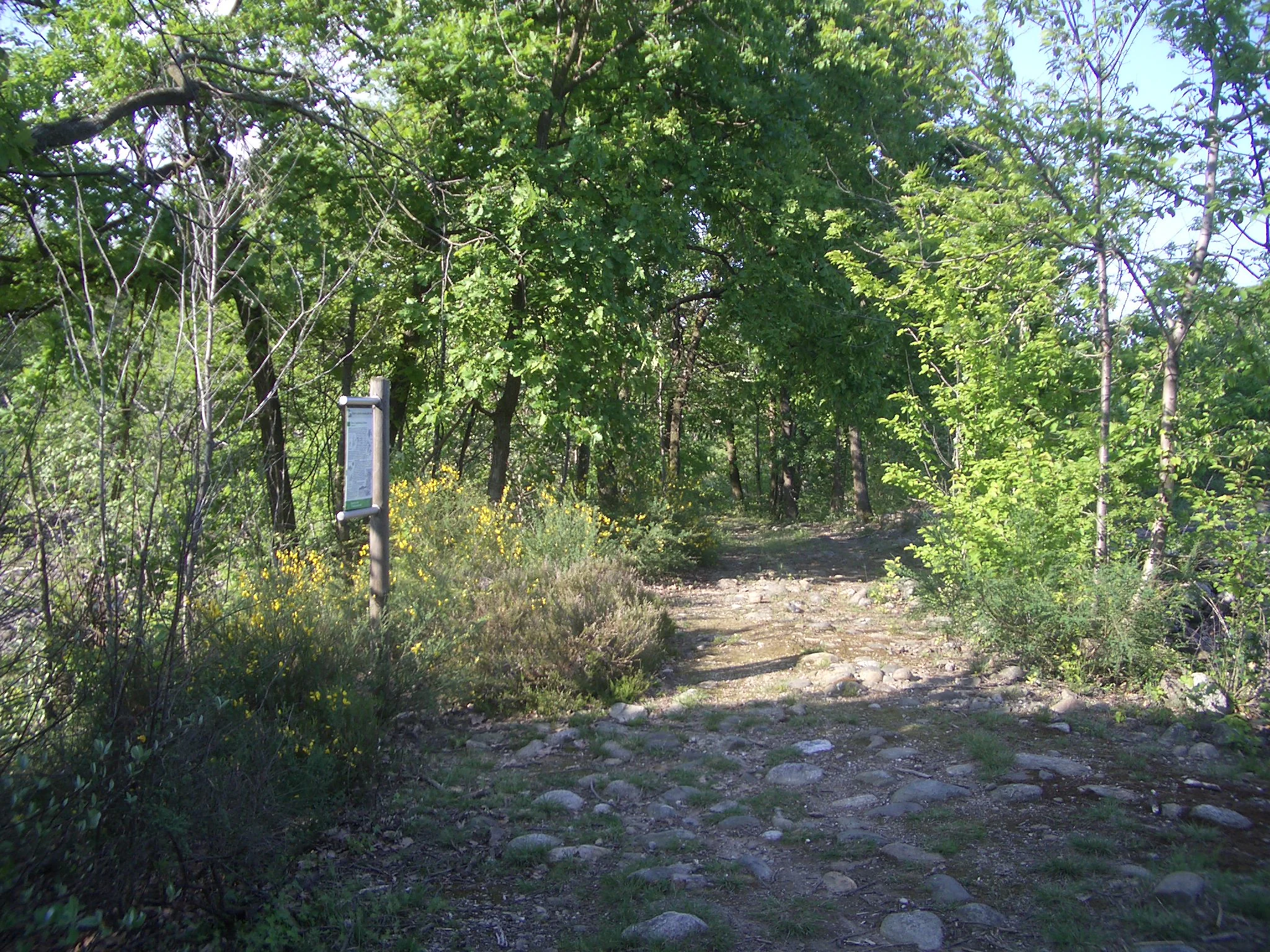 A dirt hiking trail winding through a dense forest with a wooden information sign standing on the left.